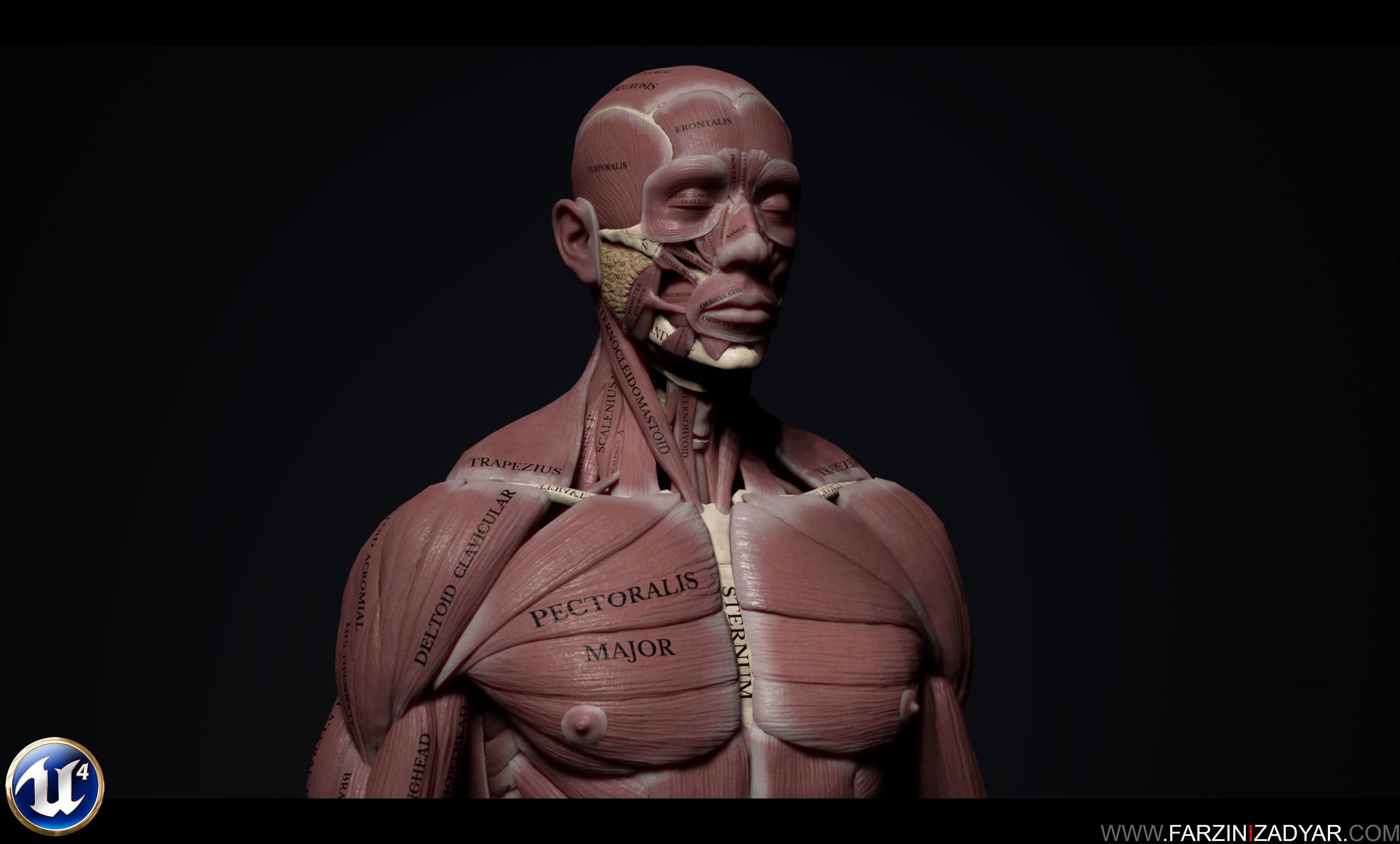 Human Anatomy Kit Low-poly 3D model_6