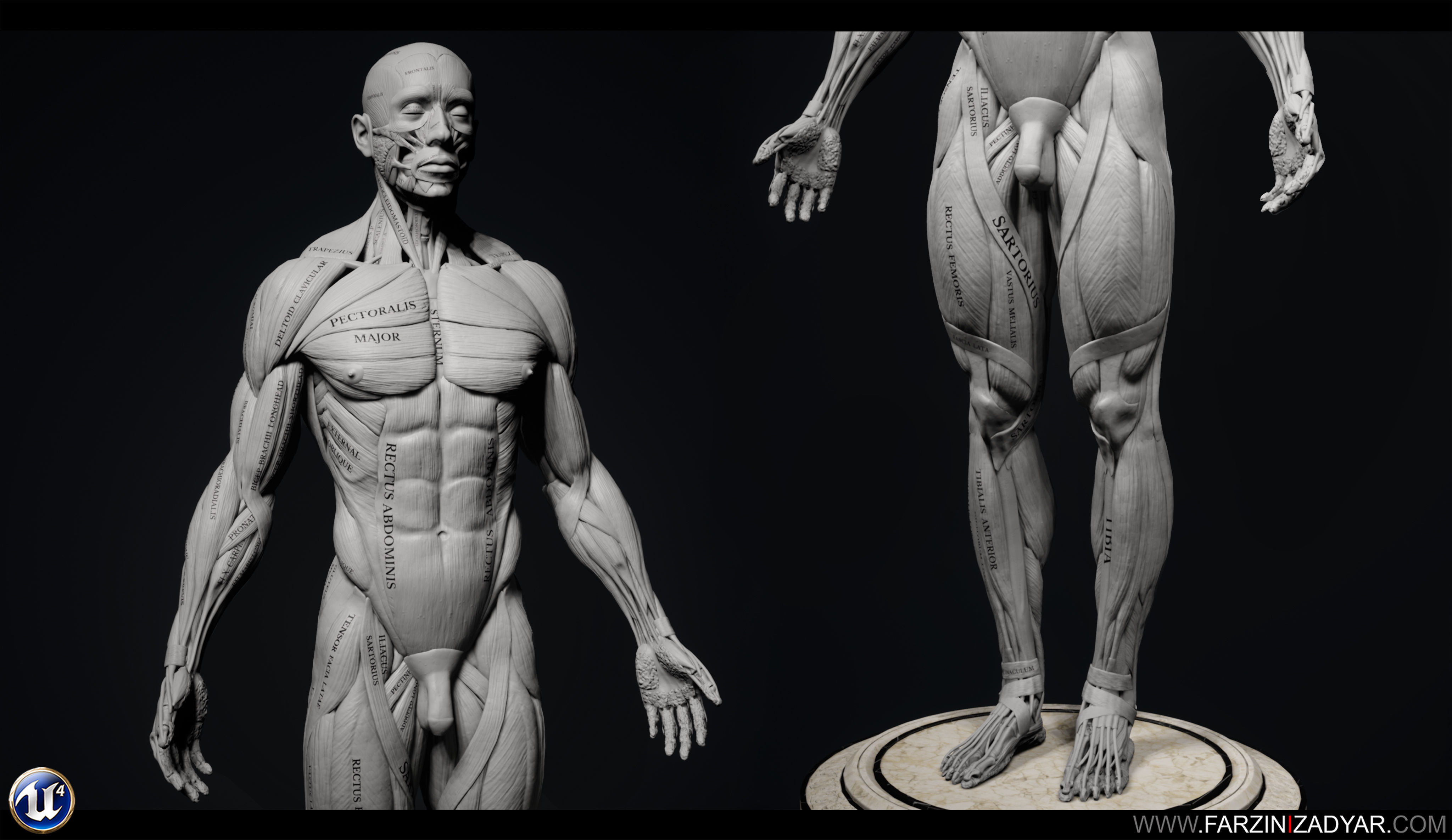 Human Anatomy Kit Low-poly 3D model_8