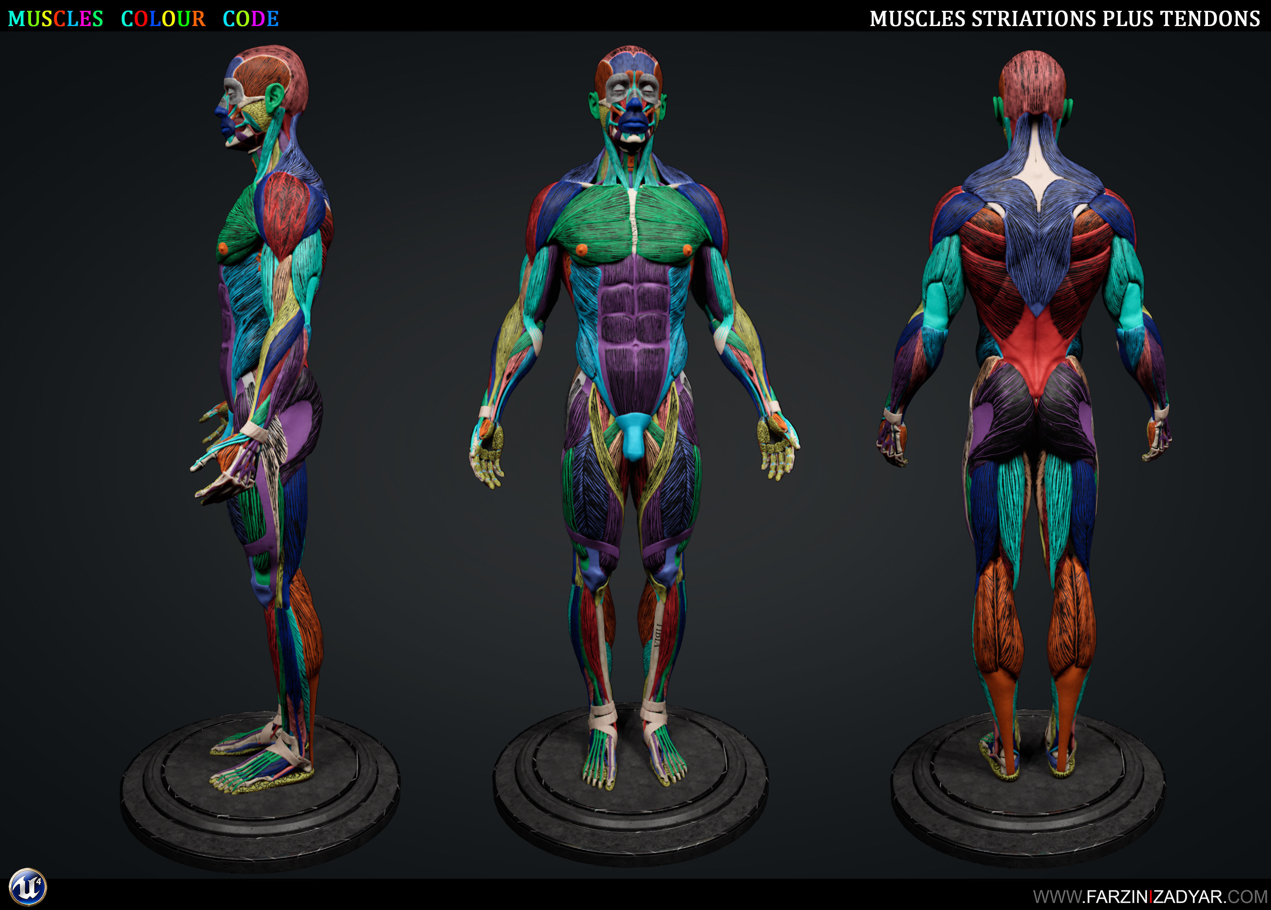 Human Anatomy Kit Low-poly 3D model_14