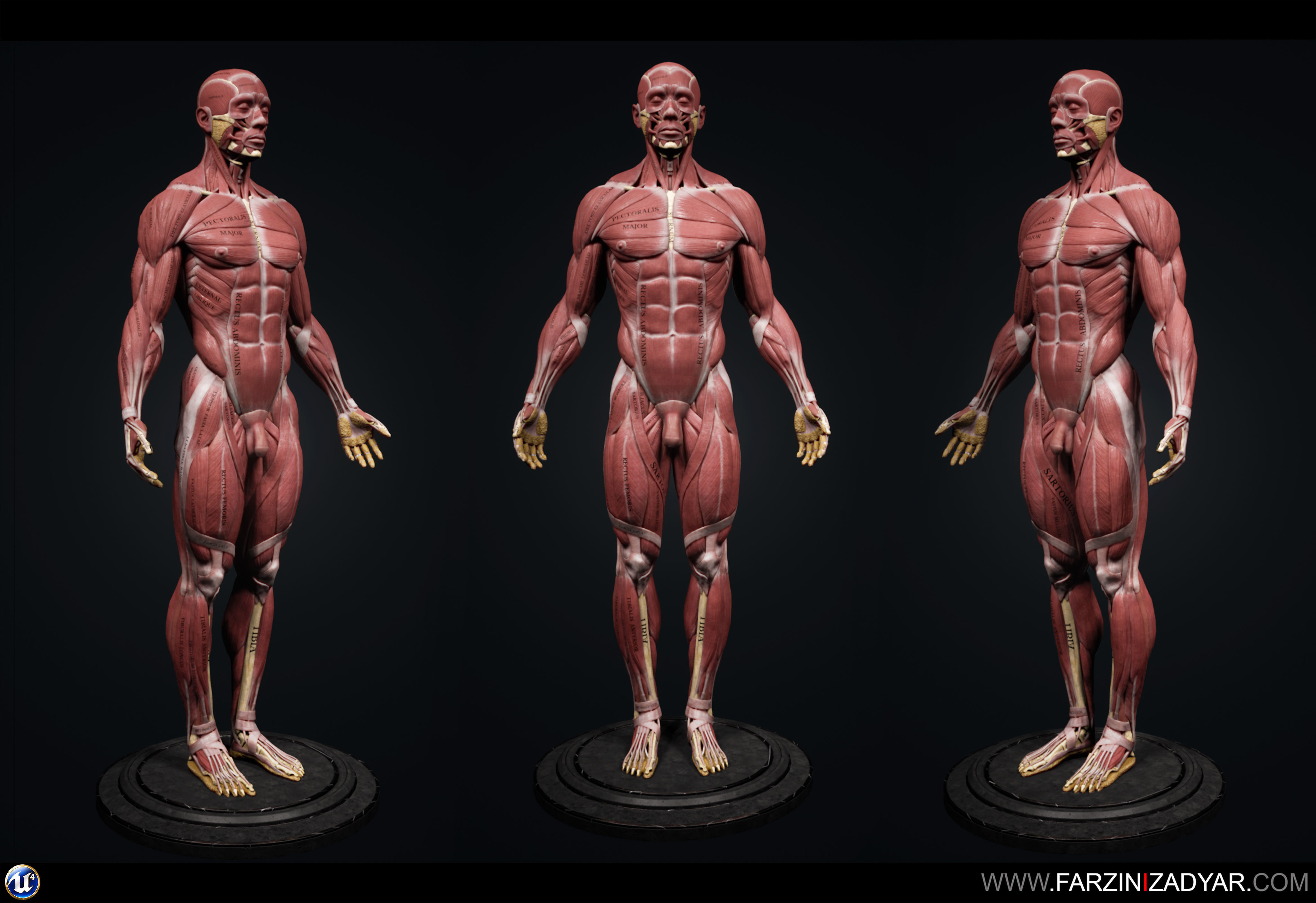 Human Anatomy Kit Low-poly 3D model_15