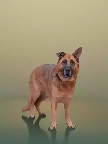 Pepper 10470 - Standing Dog