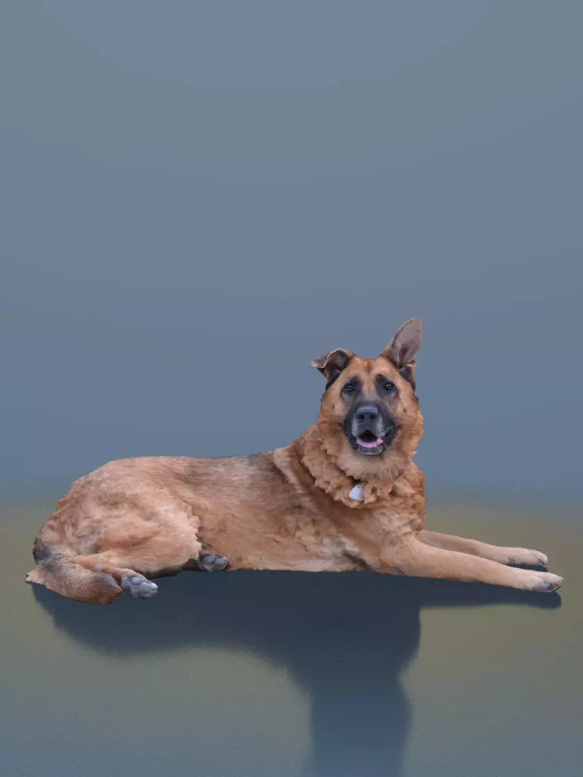 Pepper 10453 - Sitting Dog Shepherd Low-poly 3D model_0