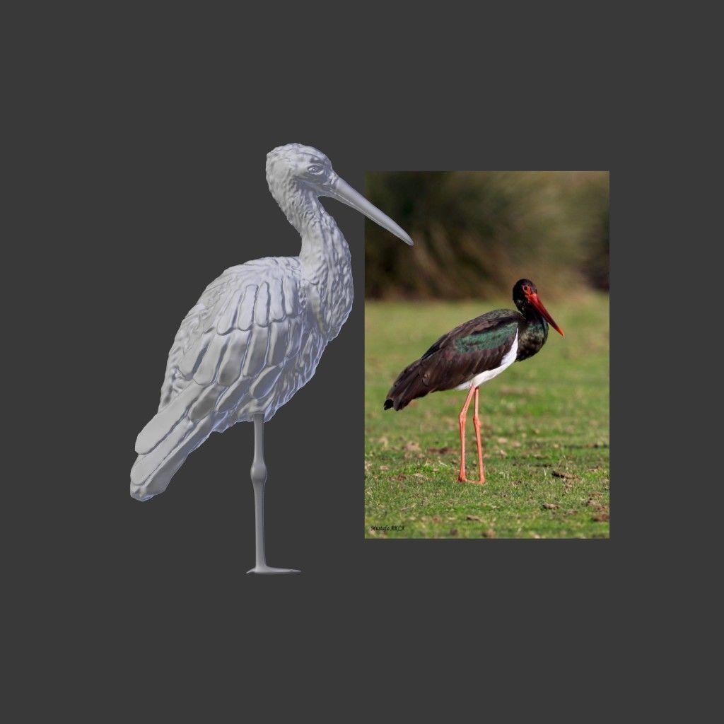 Black Stork Kara Leylek 3D Print Model 3D Model 3D Printable CGTrader black-stork-kara-leylek-3d-print-model-3d-model-3d-printable-cgtrader