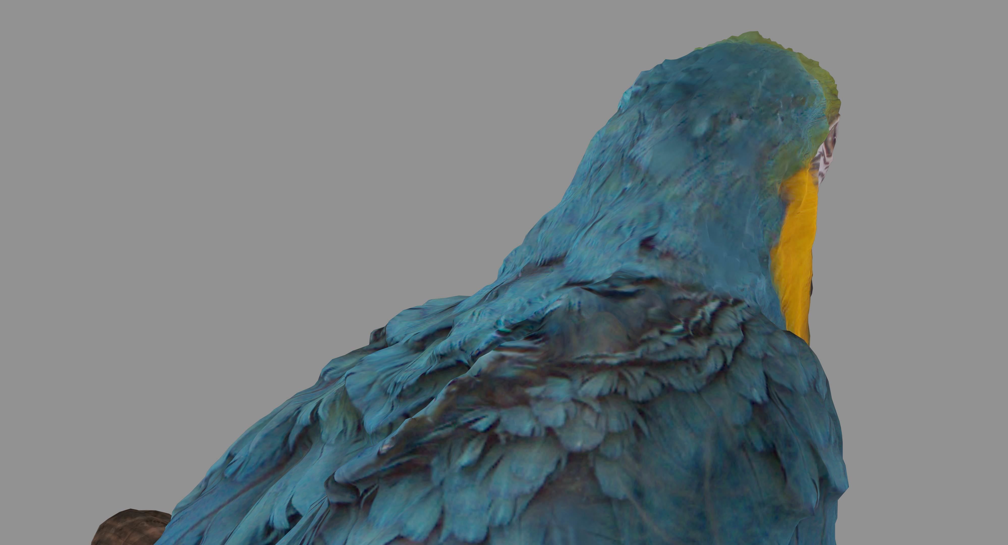 Ara Macaw Low-poly 3D model_26