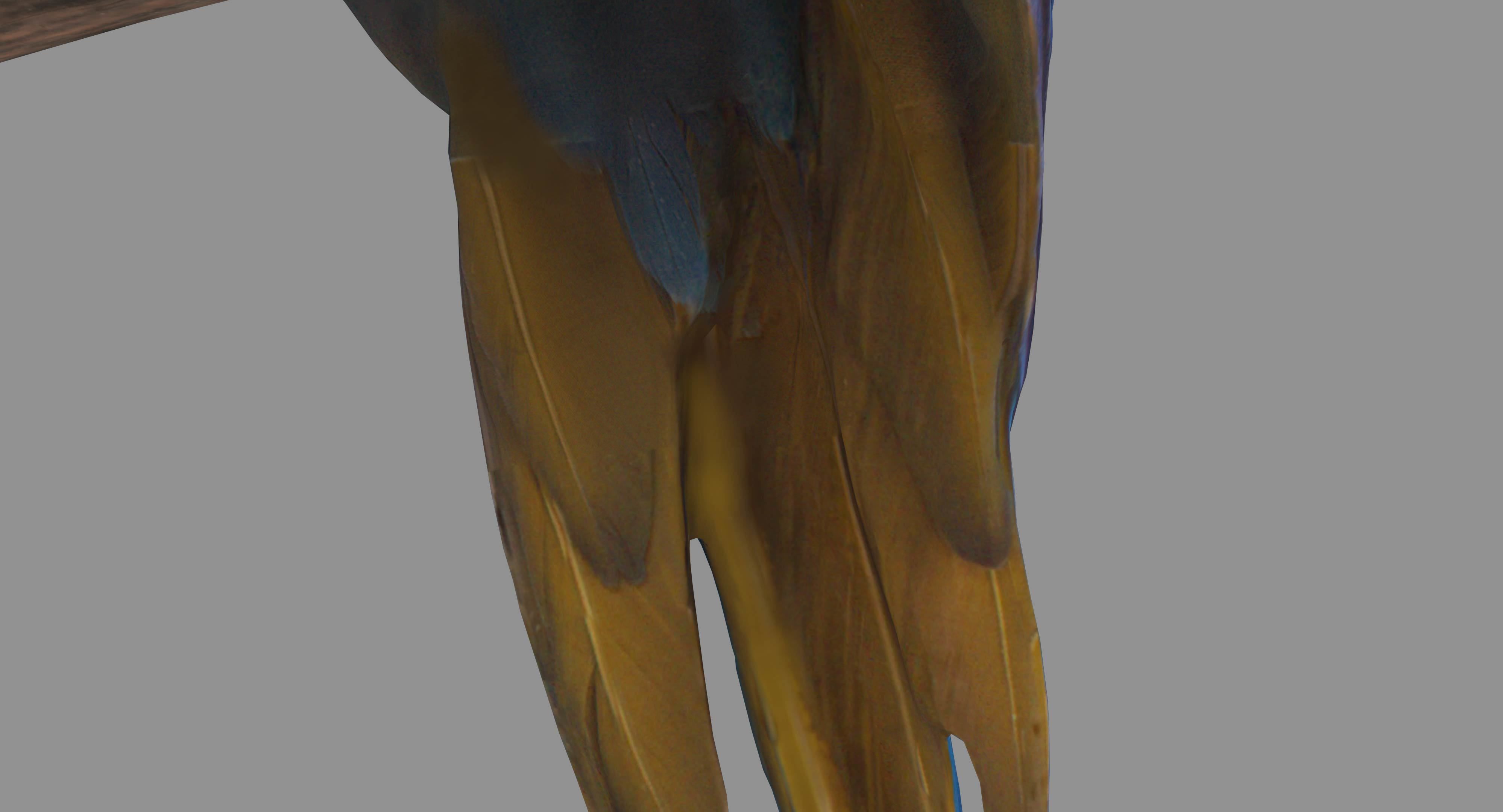 Ara Macaw Low-poly 3D model_82