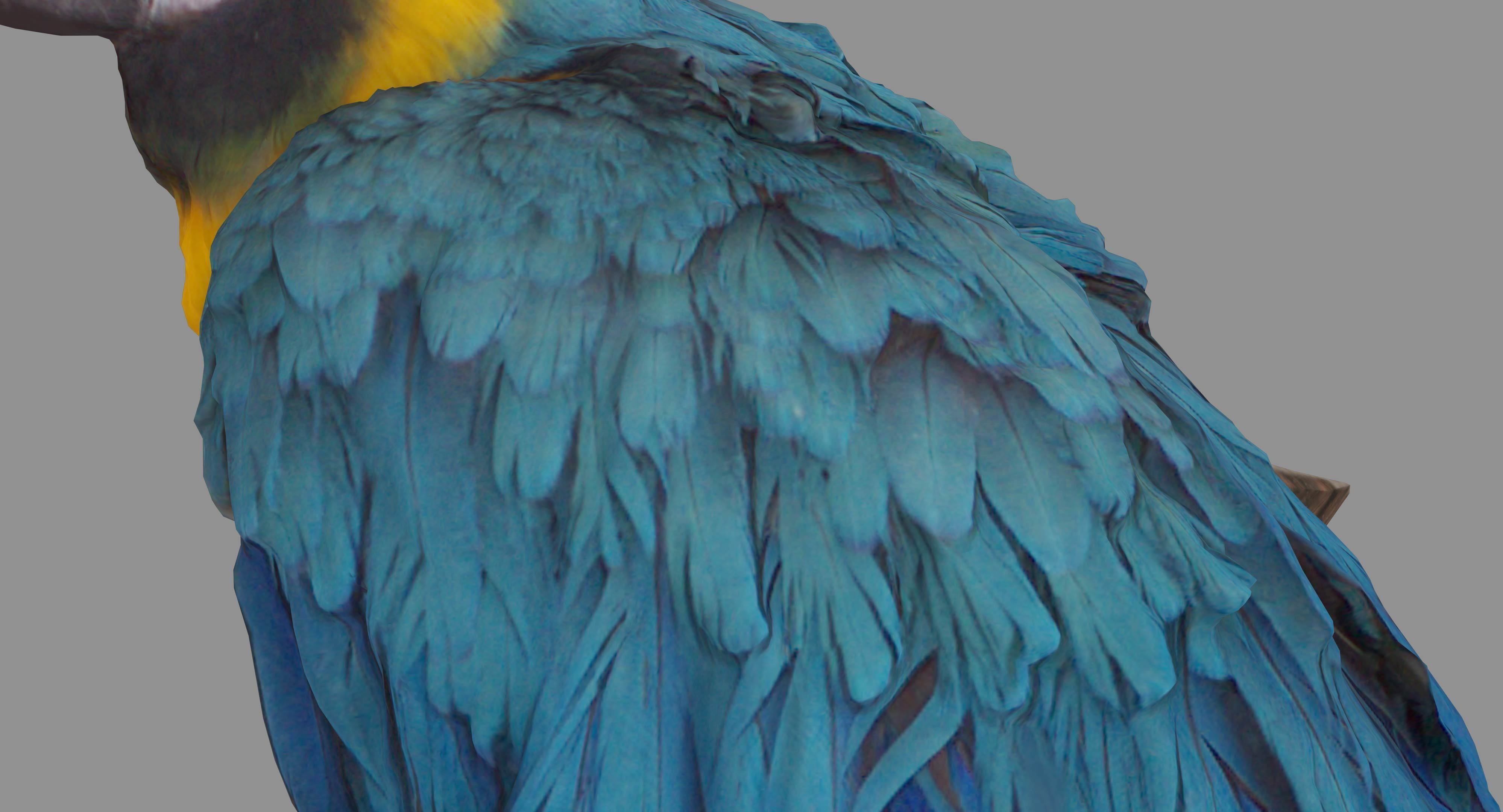 Ara Macaw Low-poly 3D model_58