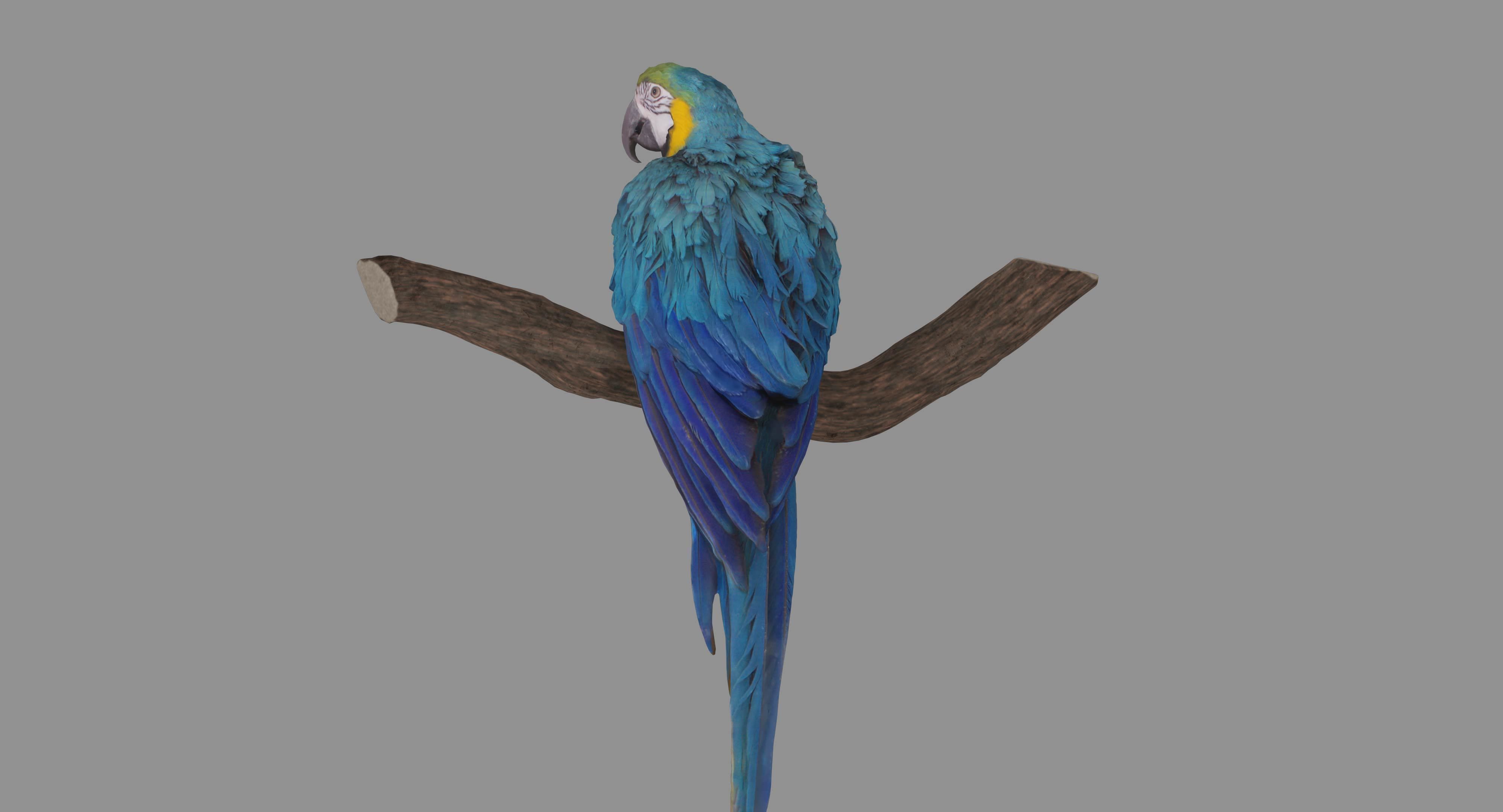 Ara Macaw Low-poly 3D model_108