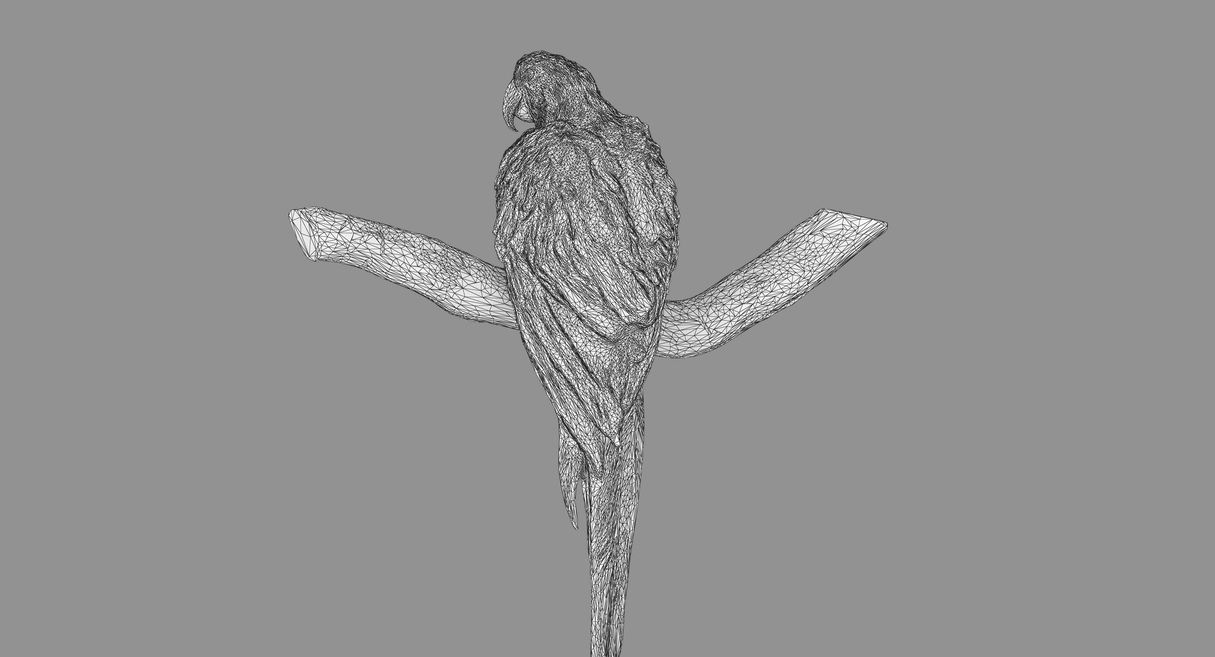 Ara Macaw Low-poly 3D model_109