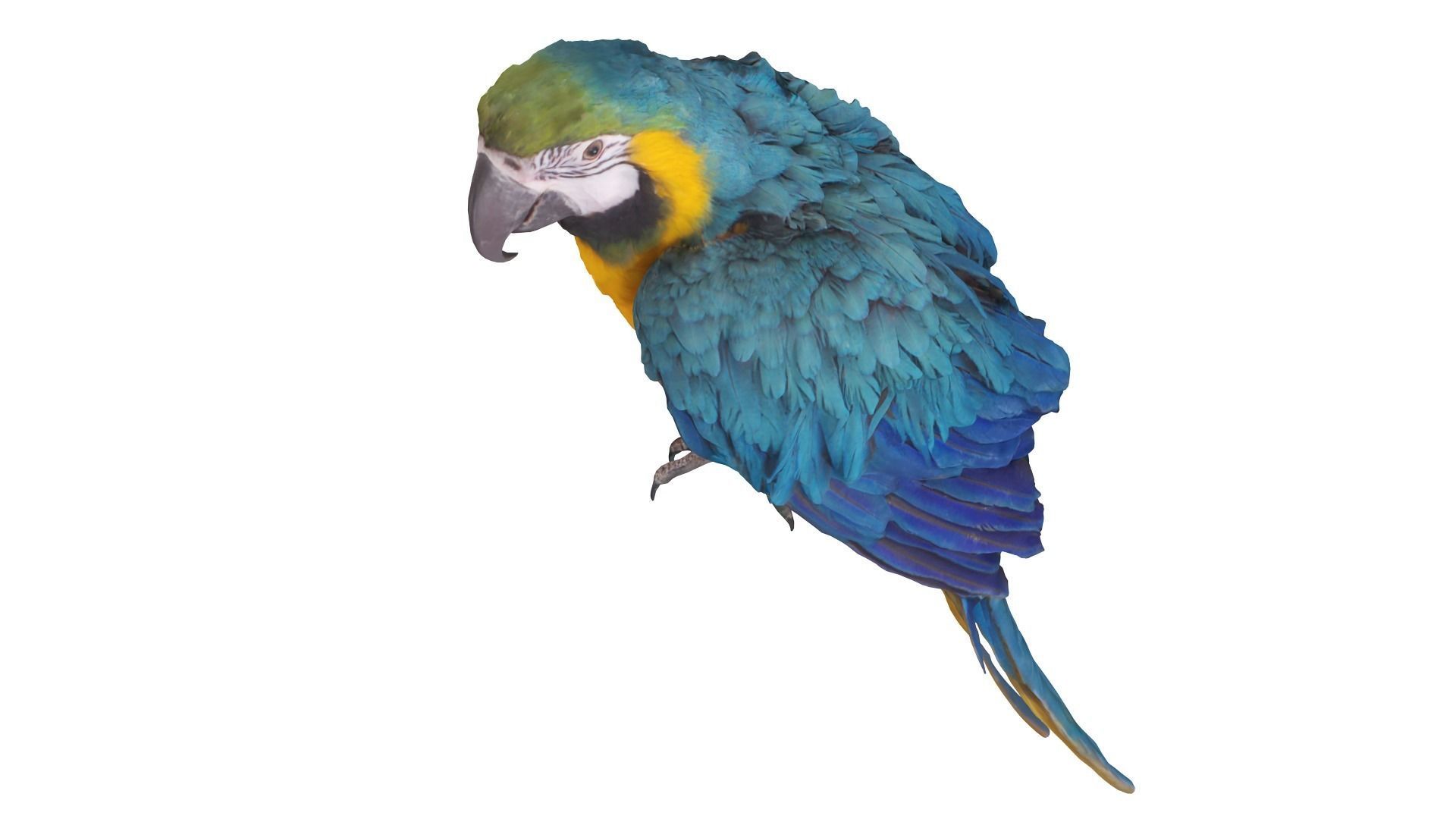 Ara Macaw Low-poly 3D model_4
