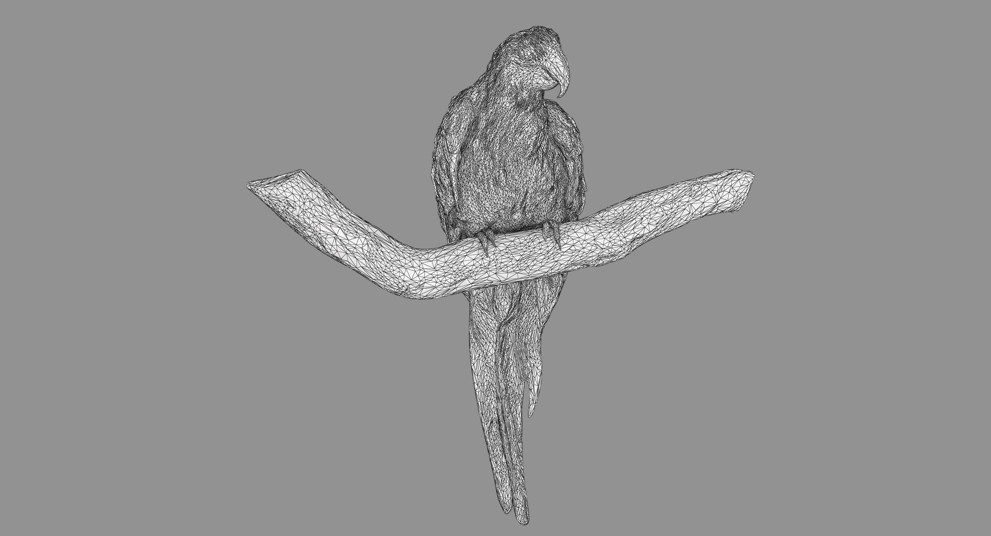 Ara Macaw Low-poly 3D model_131
