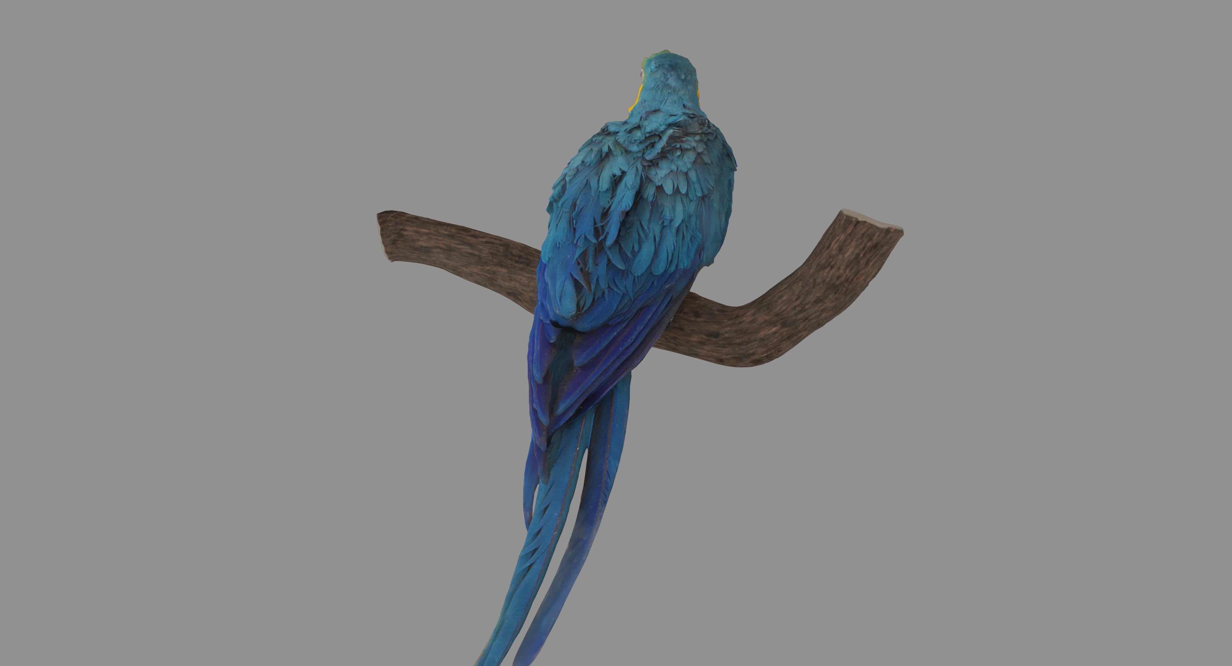 Ara Macaw Low-poly 3D model_102