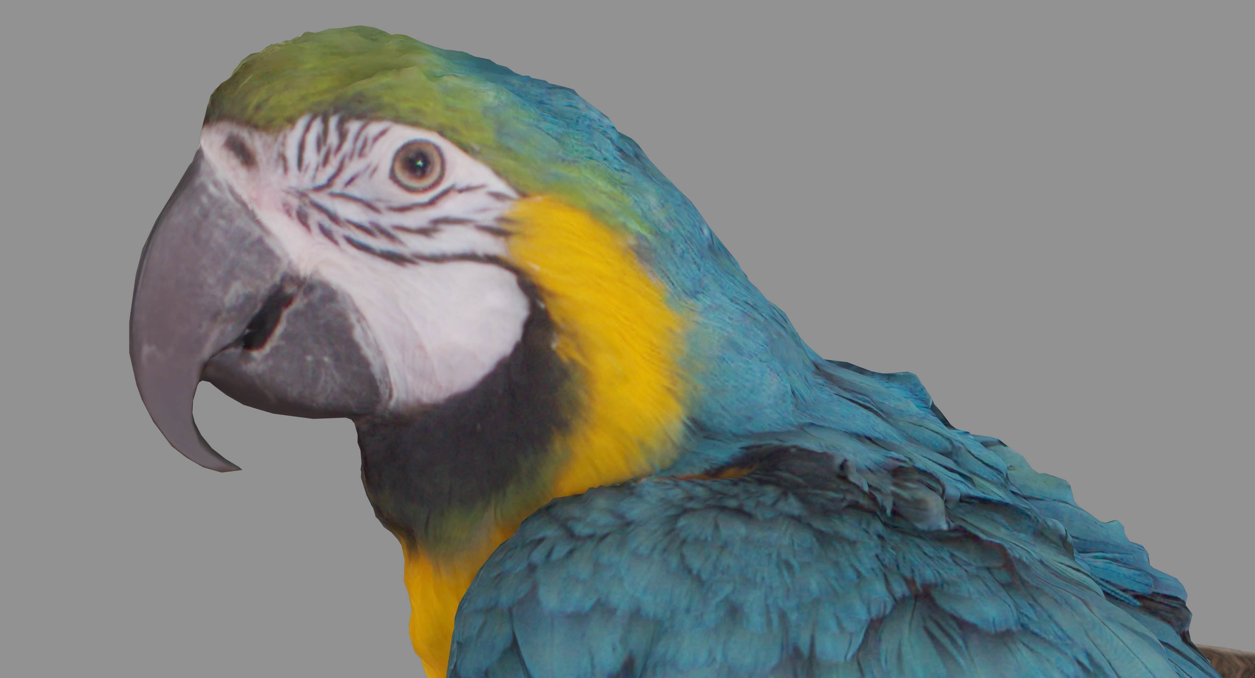 Ara Macaw Low-poly 3D model_56