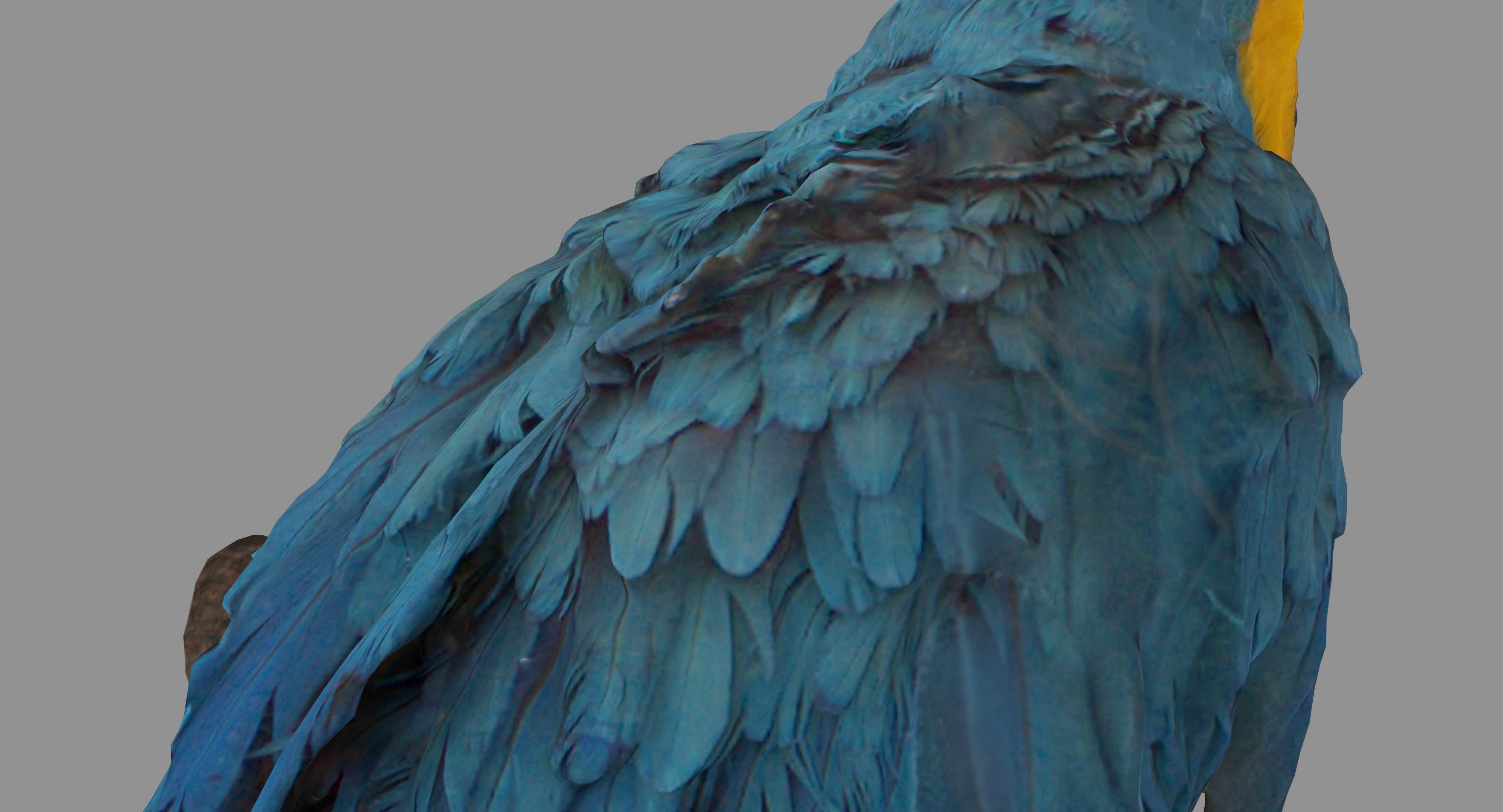 Ara Macaw Low-poly 3D model_28