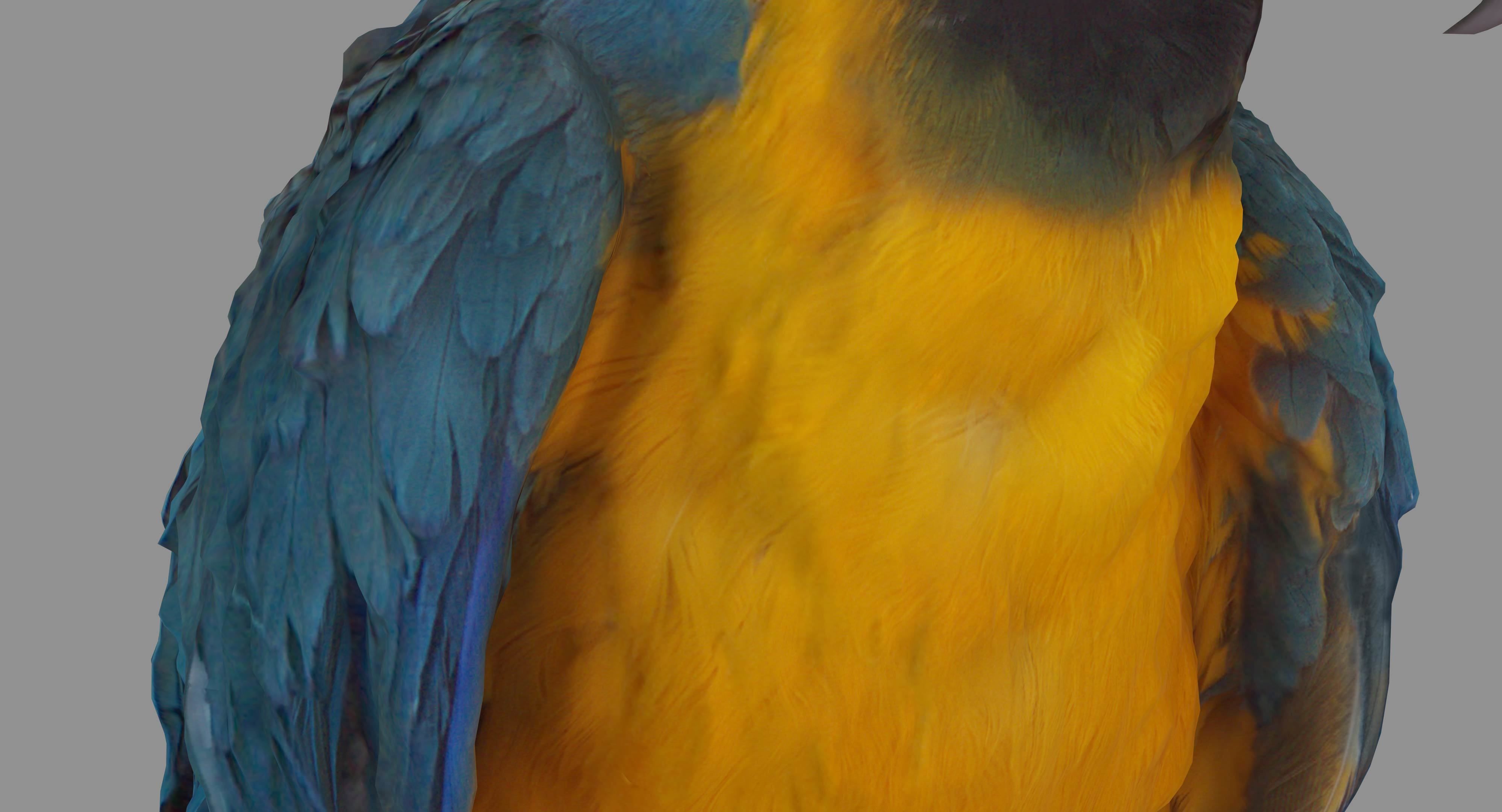 Ara Macaw Low-poly 3D model_8