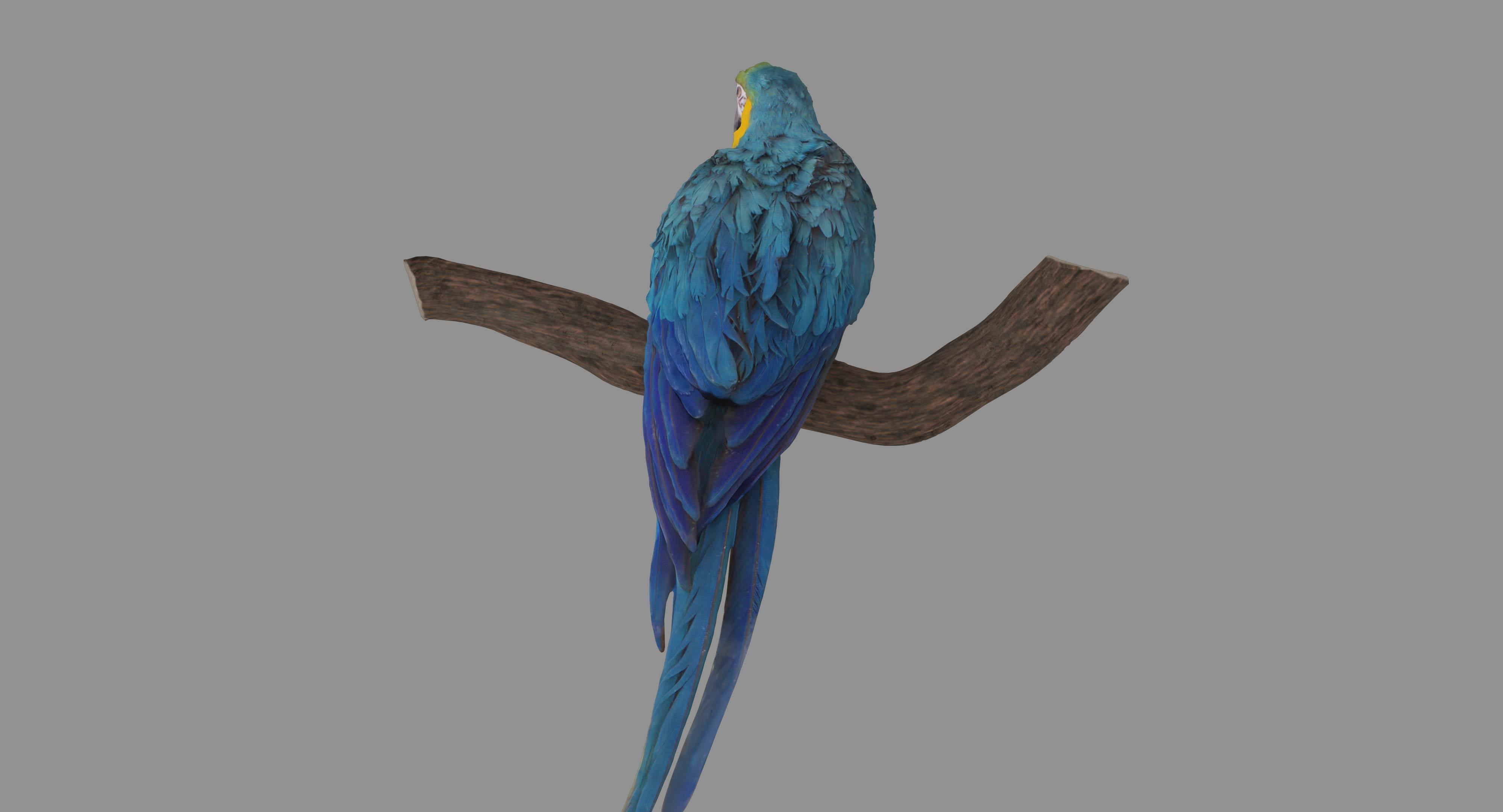 Ara Macaw Low-poly 3D model_104