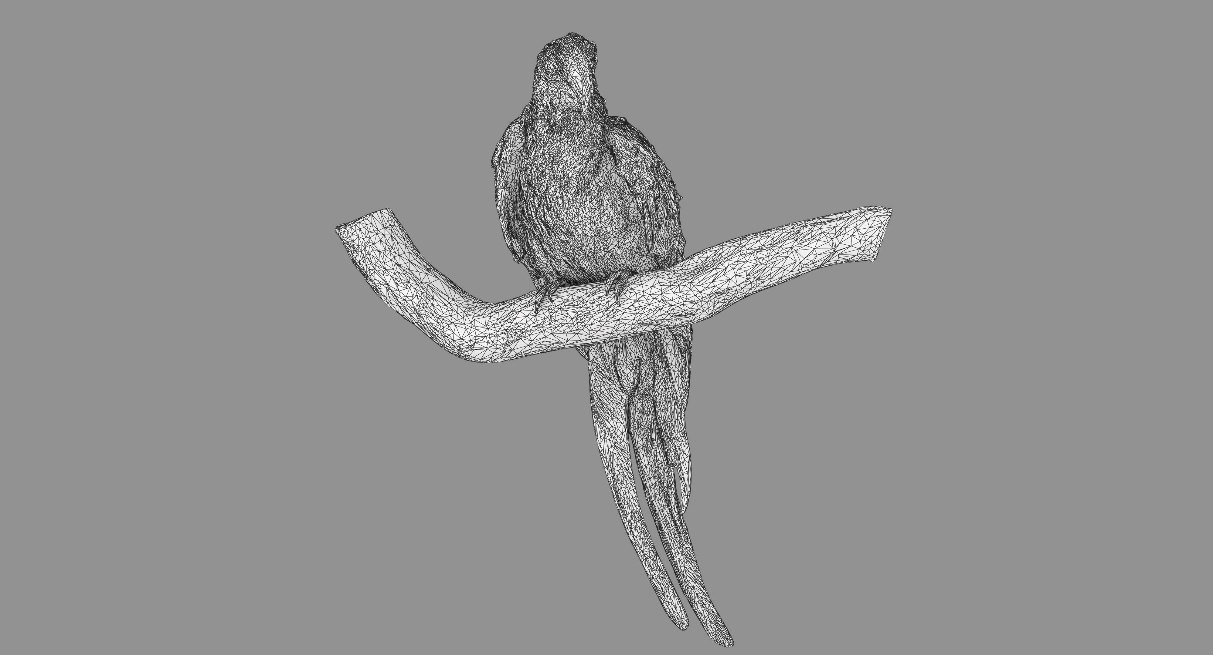 Ara Macaw Low-poly 3D model_127