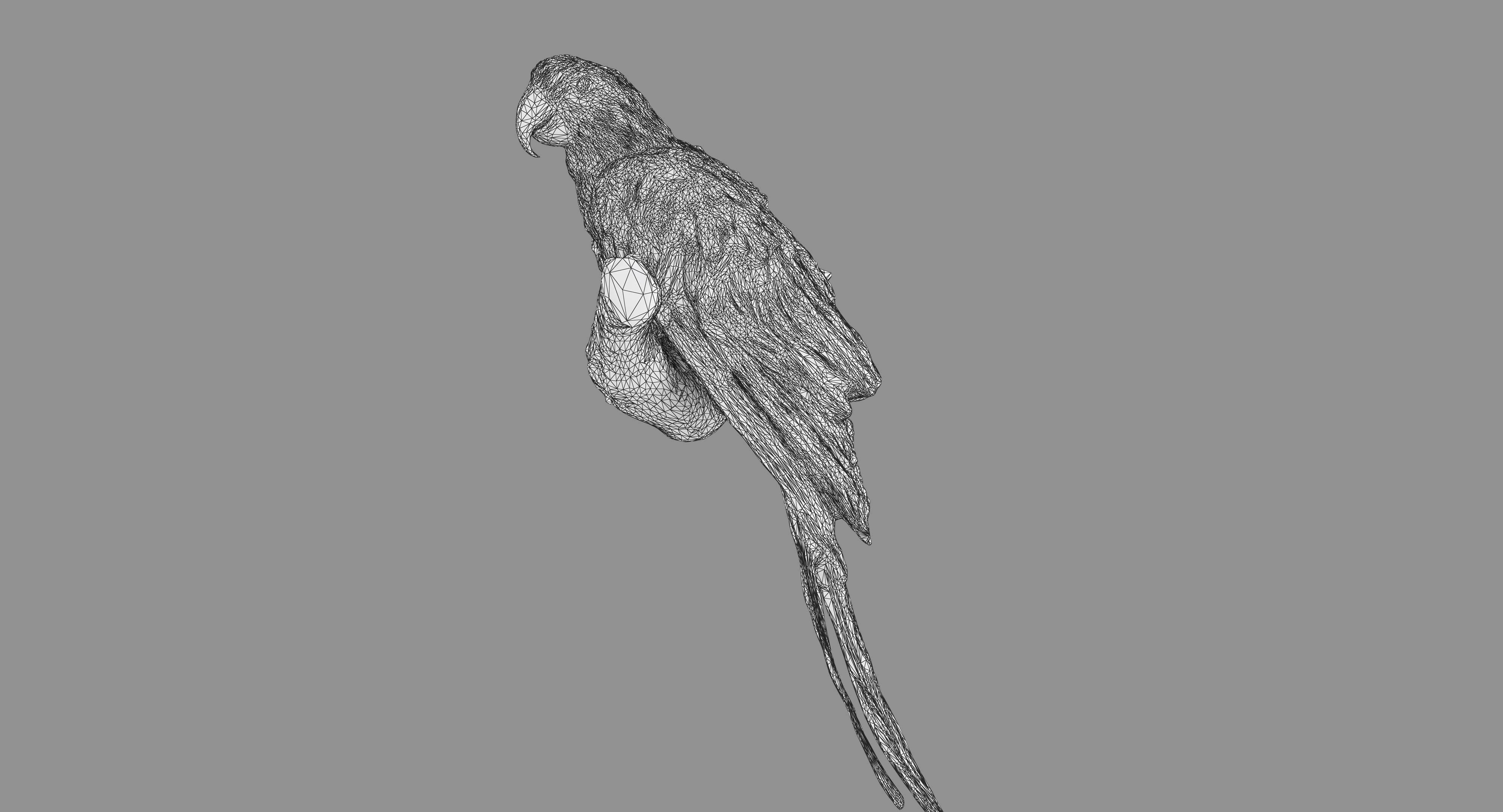 Ara Macaw Low-poly 3D model_117