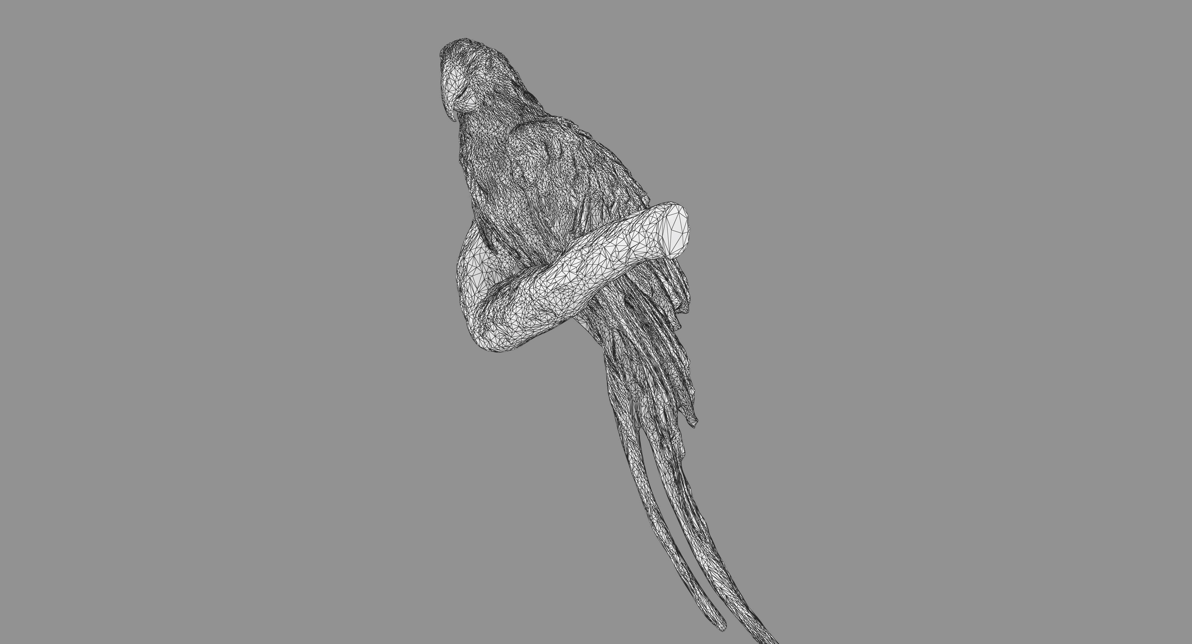 Ara Macaw Low-poly 3D model_121