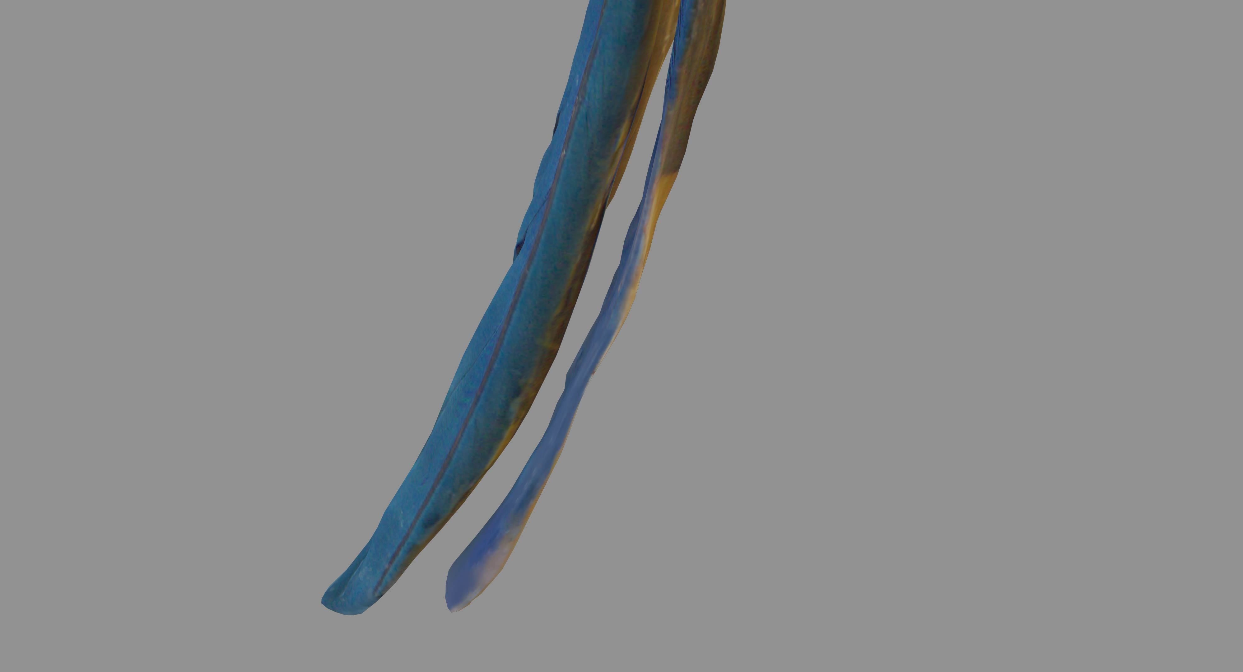 Ara Macaw Low-poly 3D model_24