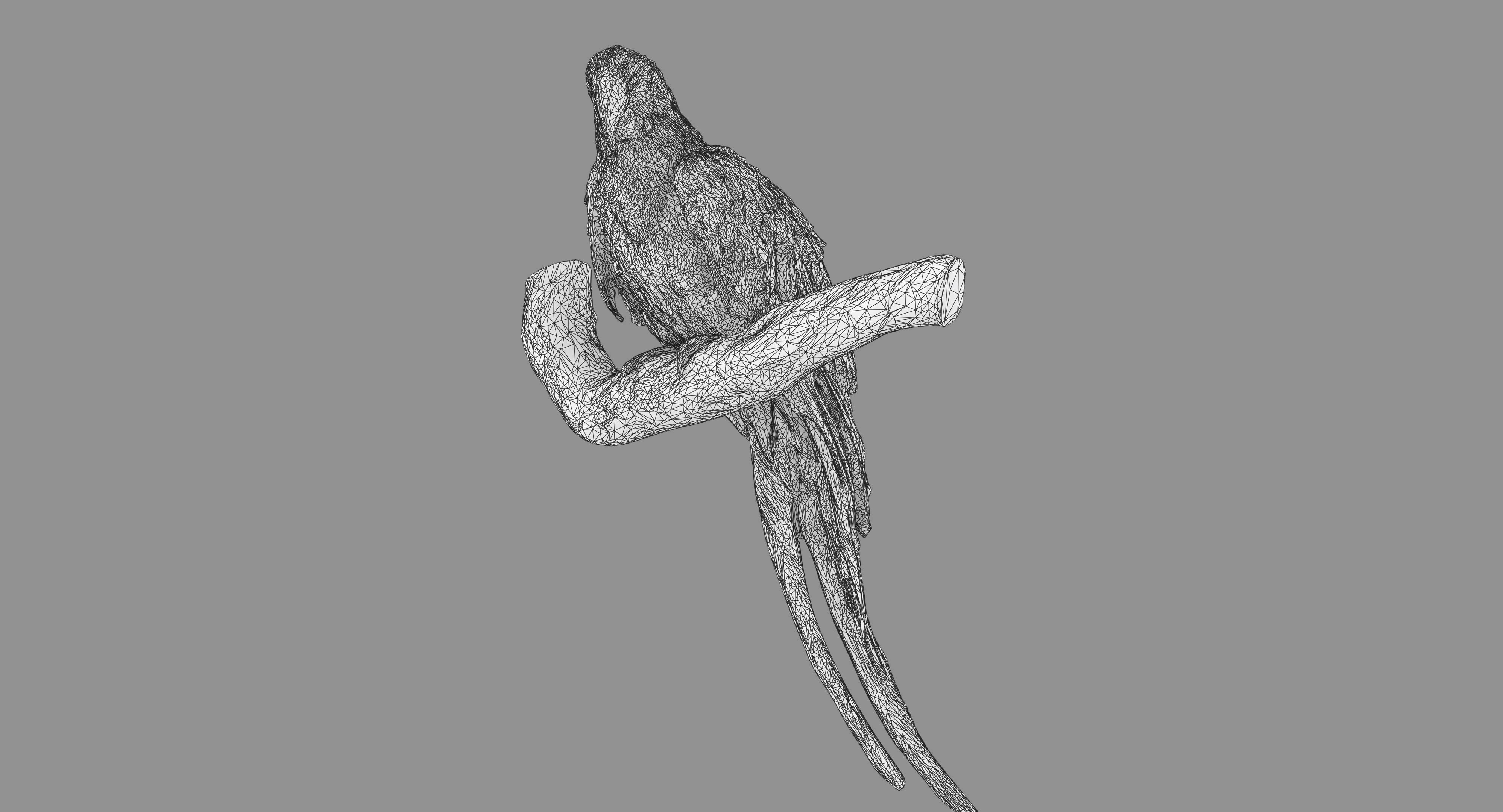 Ara Macaw Low-poly 3D model_123