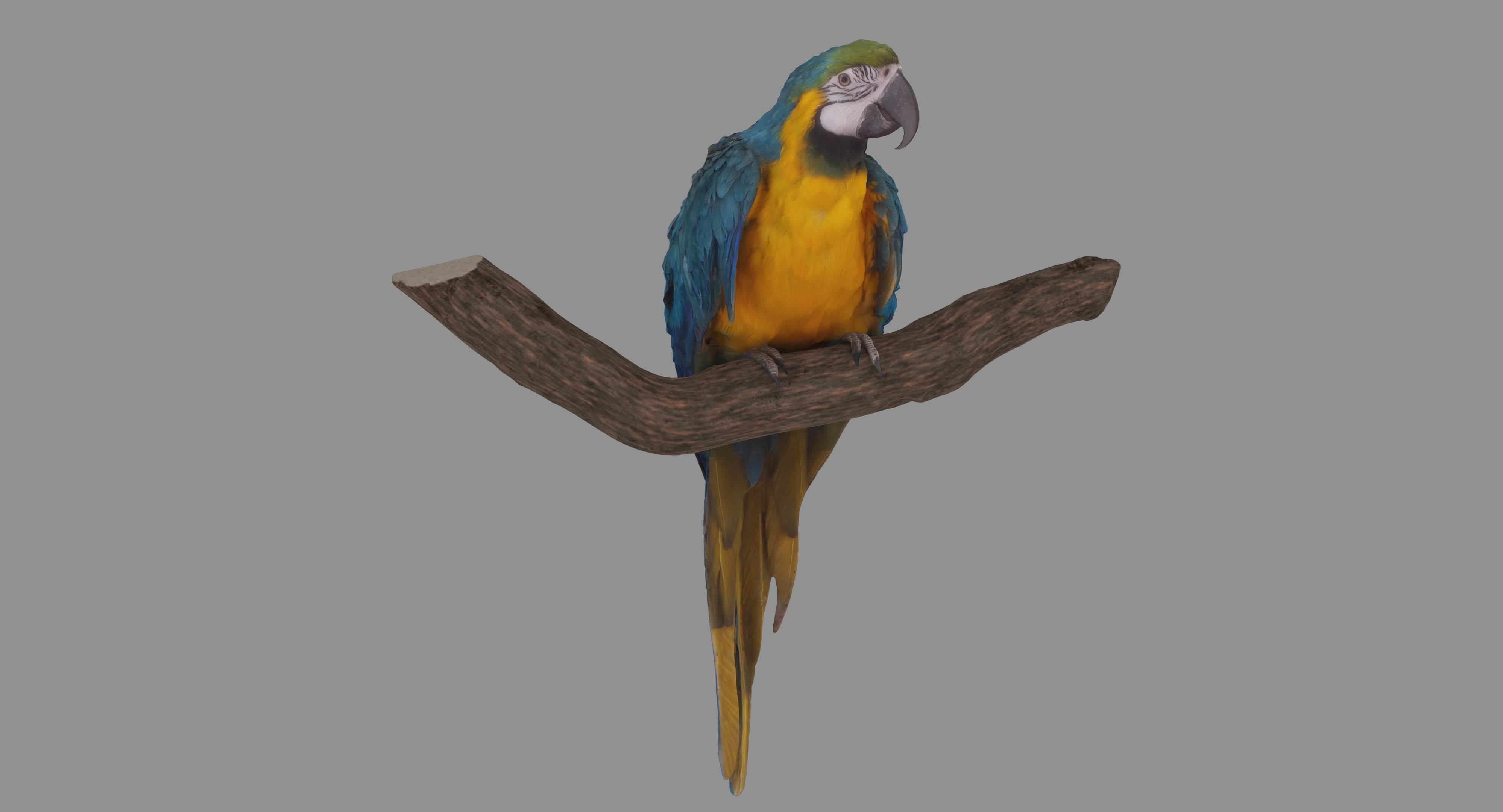 Ara Macaw Low-poly 3D model_86
