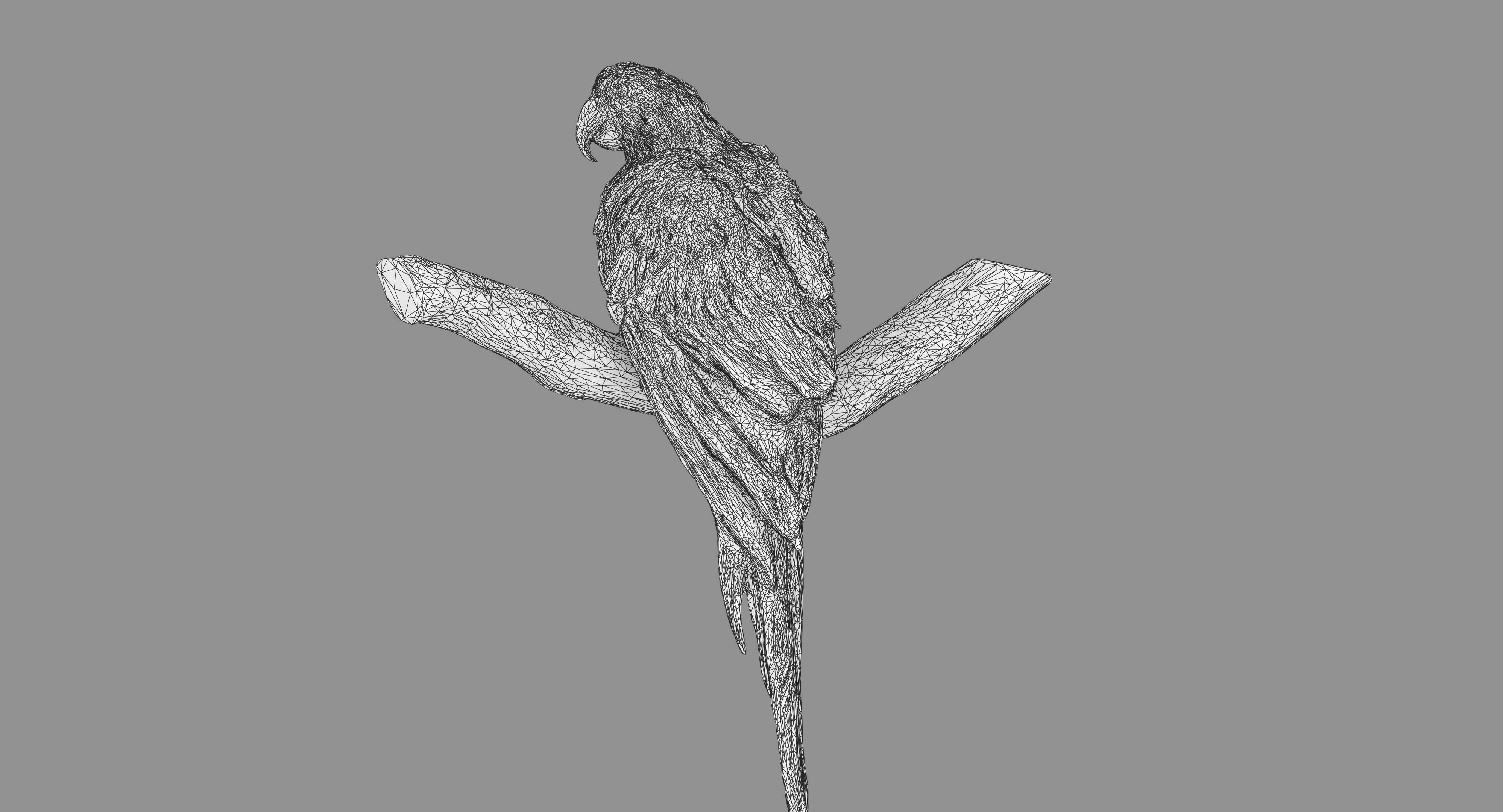Ara Macaw Low-poly 3D model_111