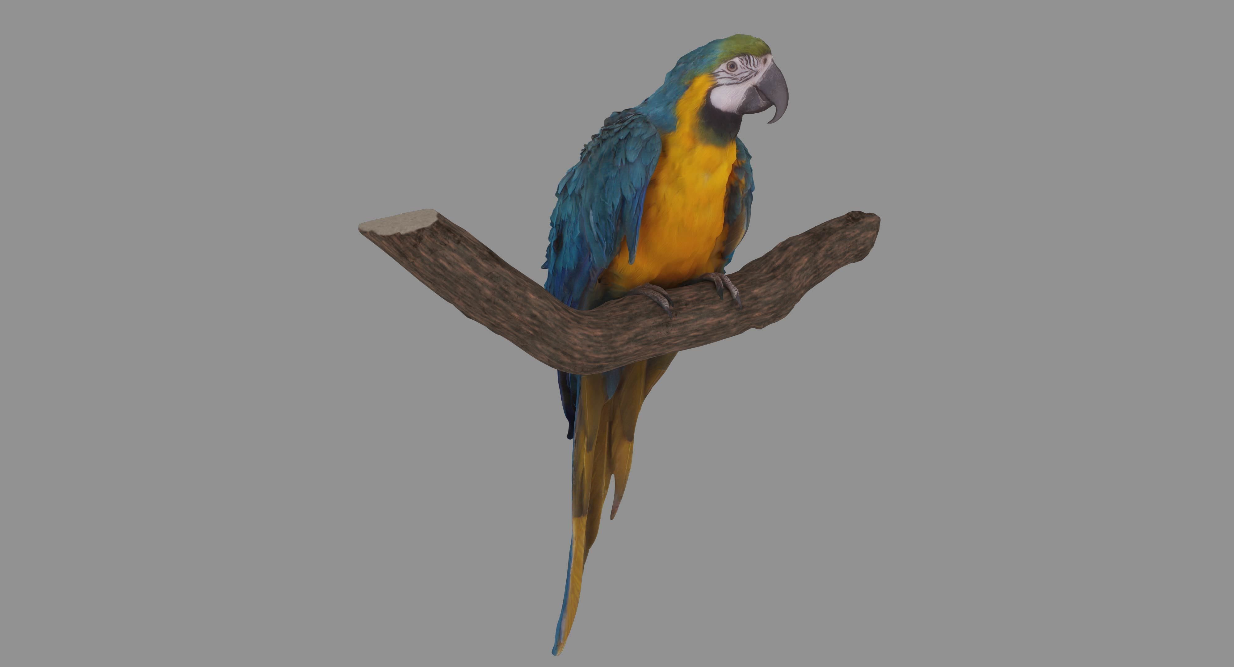 Ara Macaw Low-poly 3D model_88