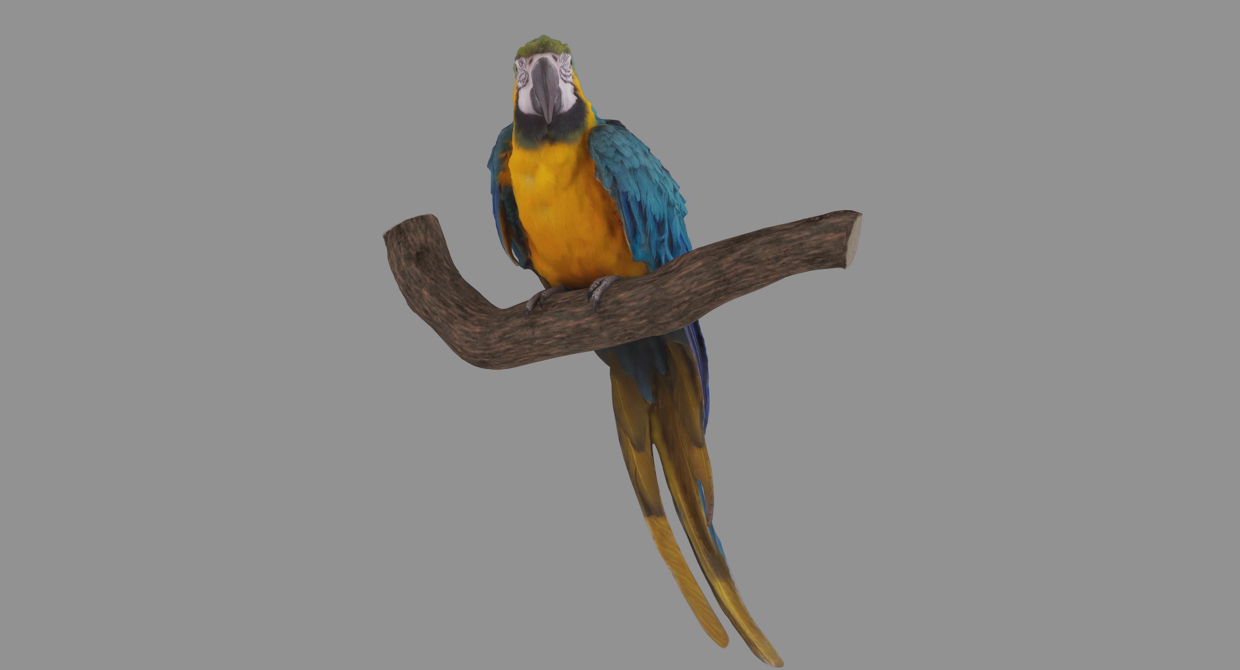 Ara Macaw Low-poly 3D model_124