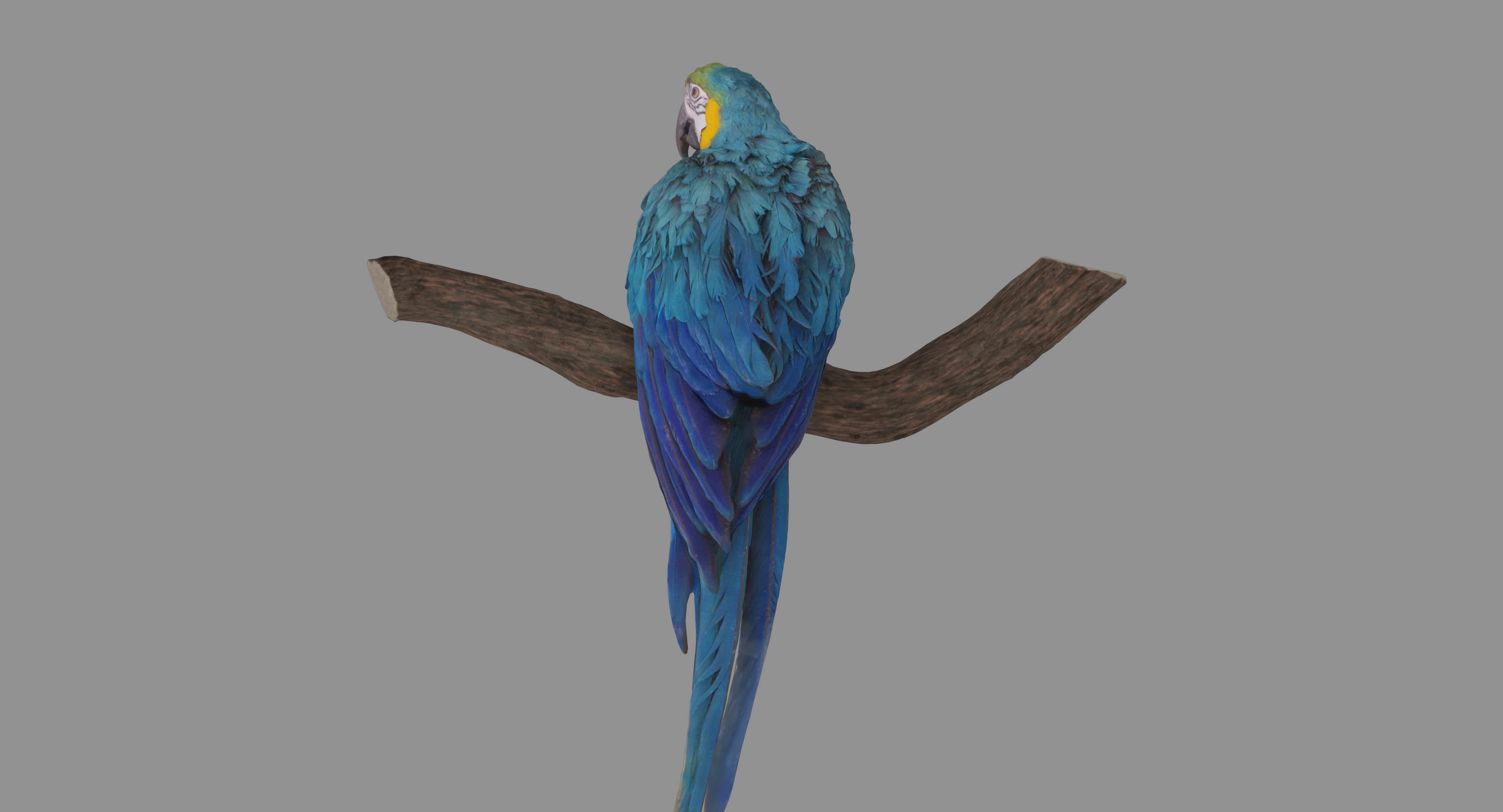 Ara Macaw Low-poly 3D model_106