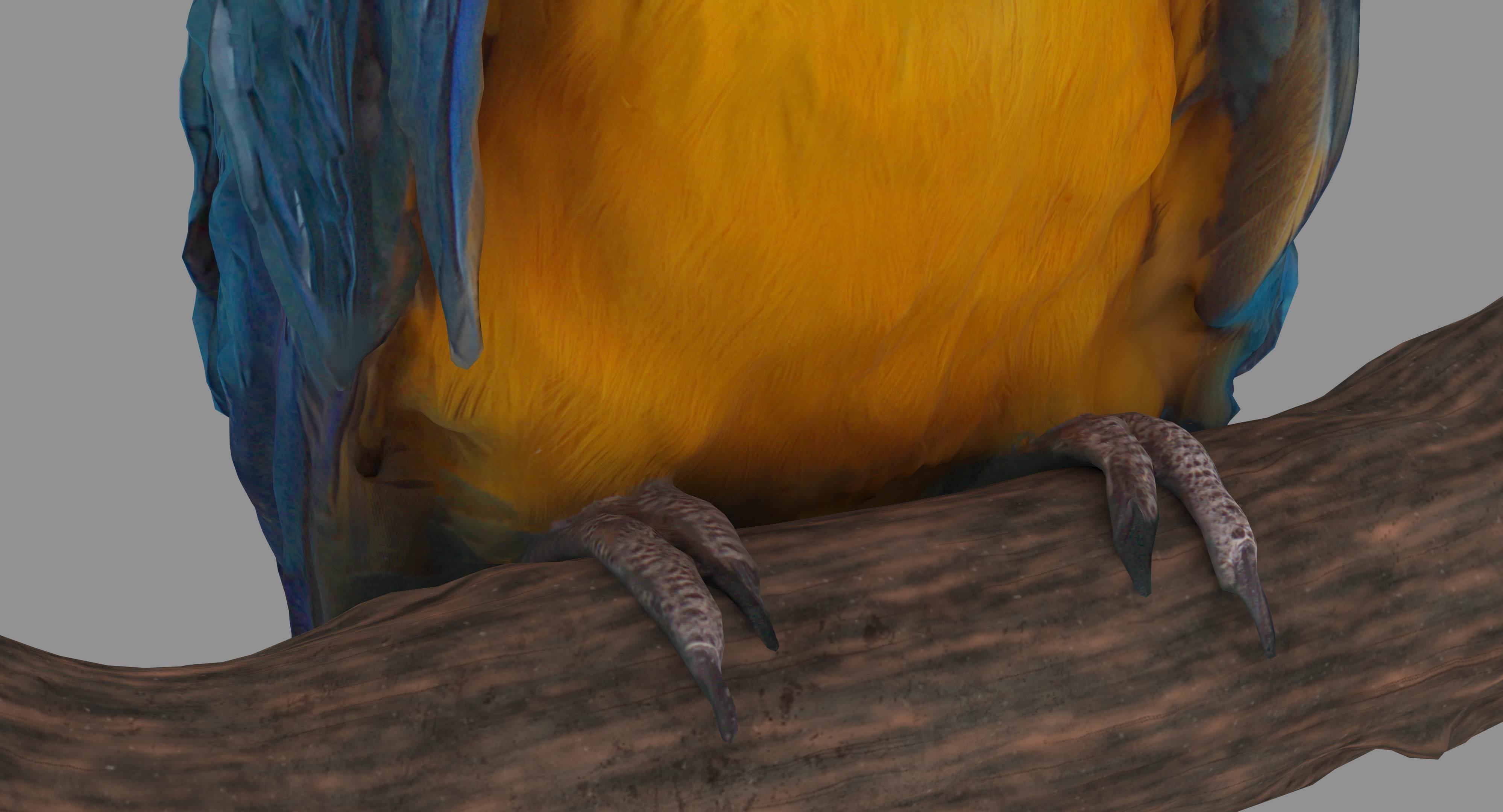 Ara Macaw Low-poly 3D model_10