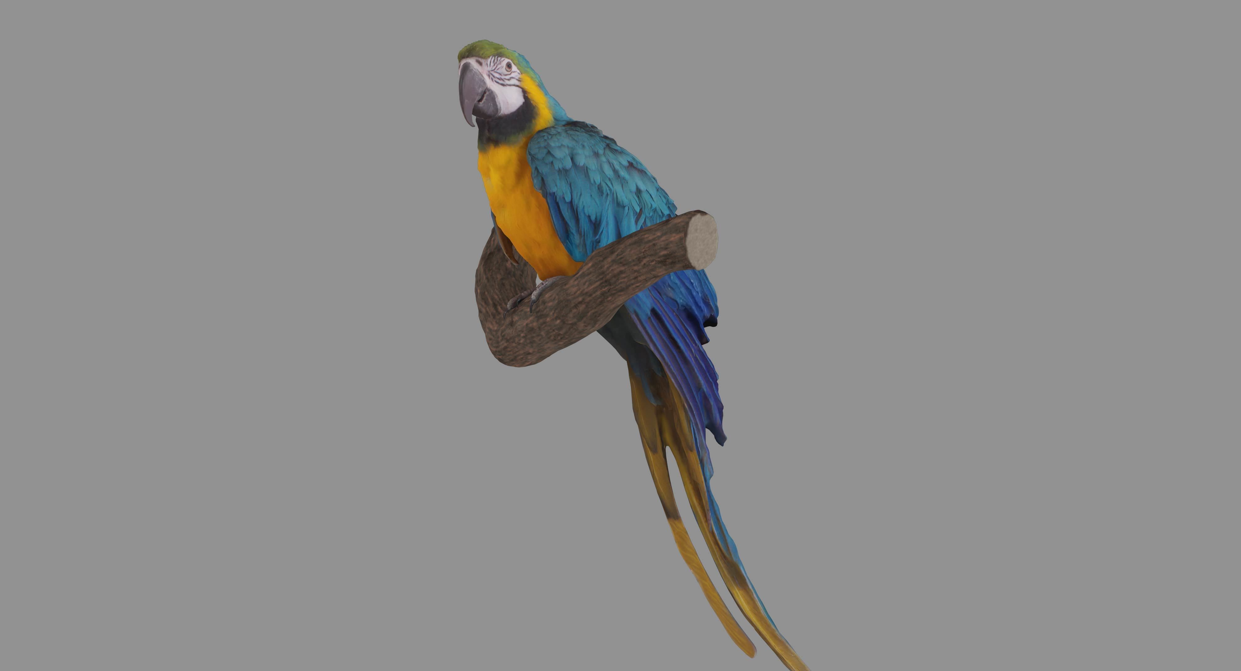 Ara Macaw Low-poly 3D model_120