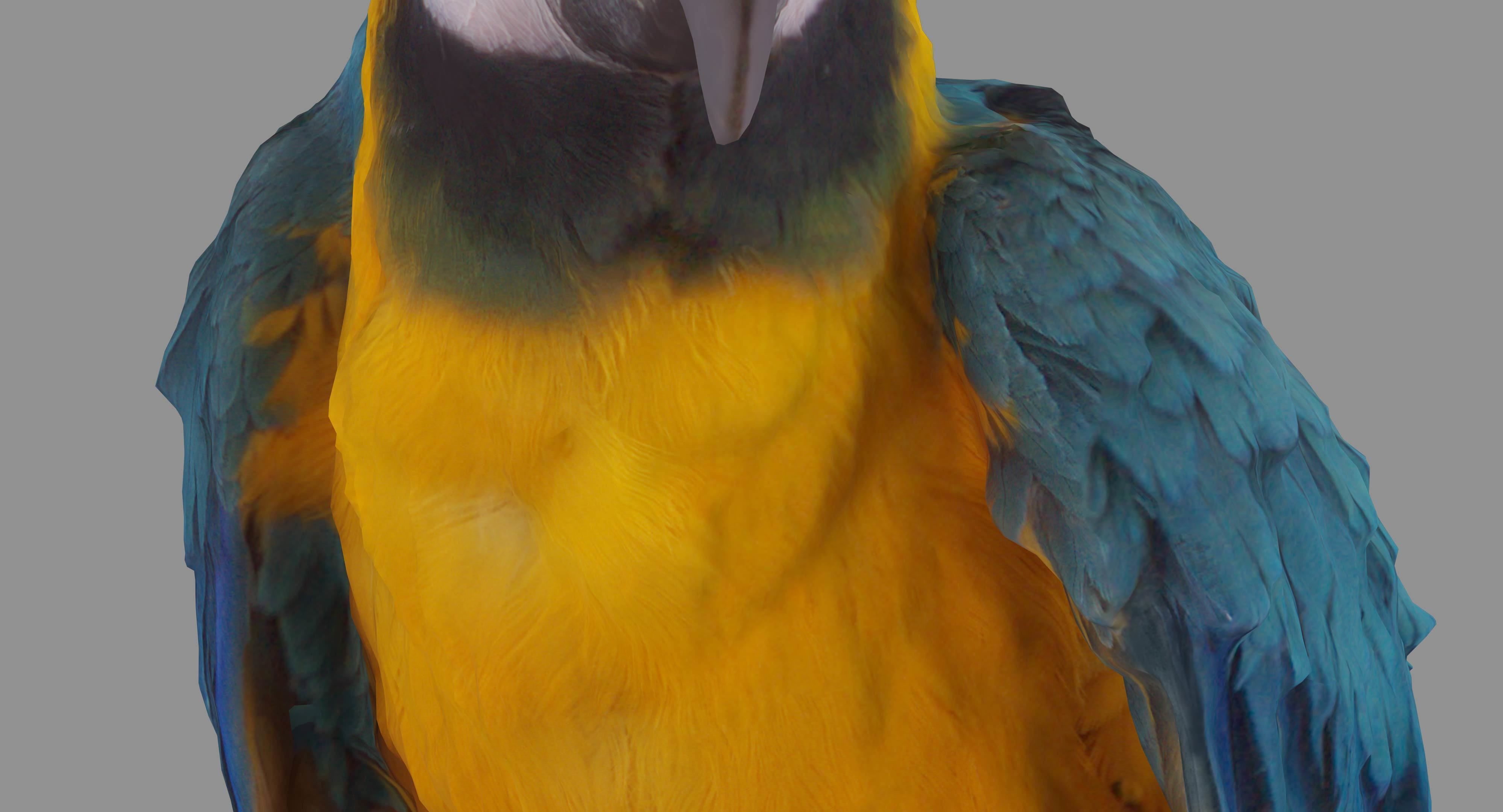 Ara Macaw Low-poly 3D model_78