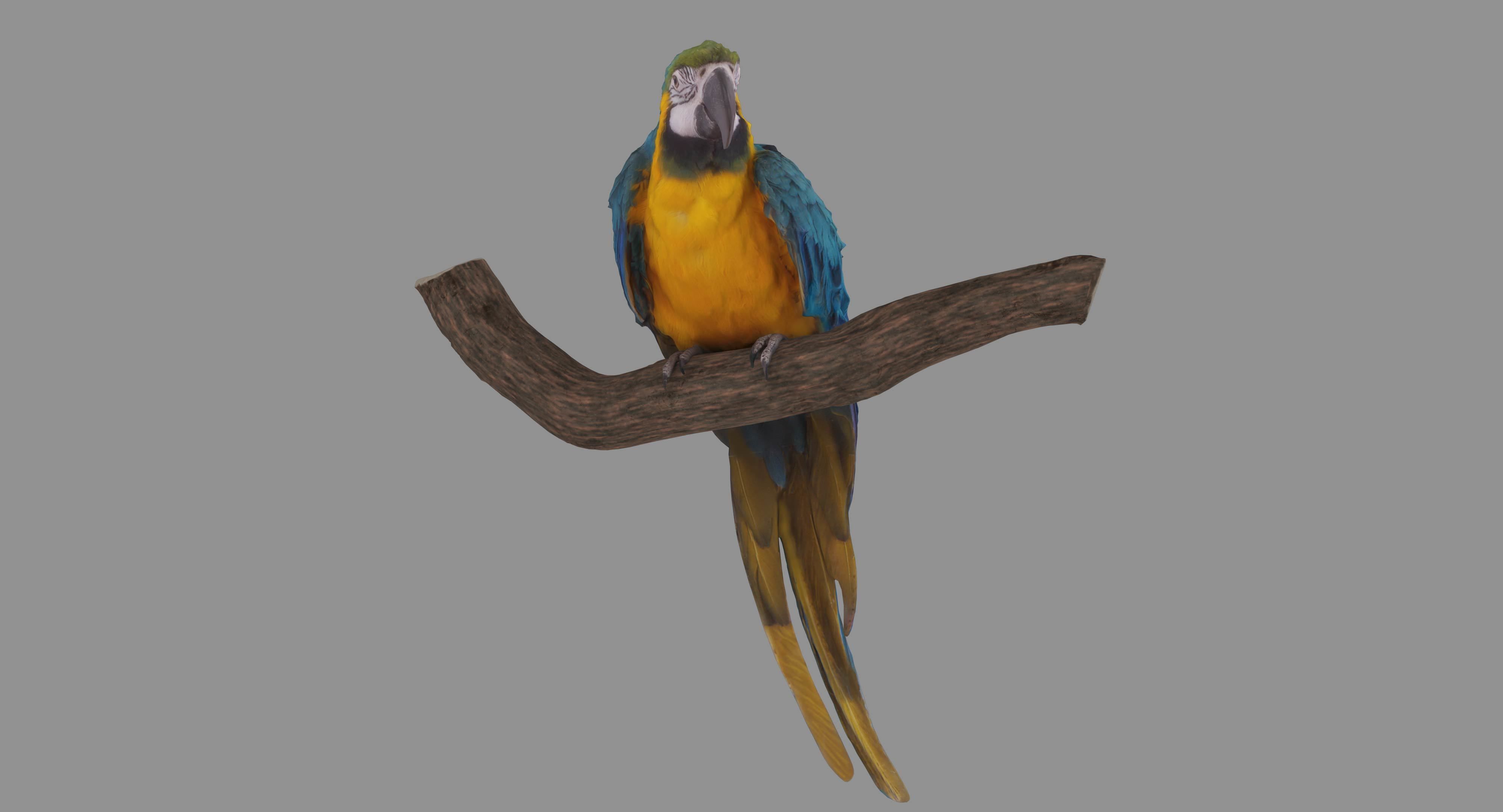 Ara Macaw Low-poly 3D model_126