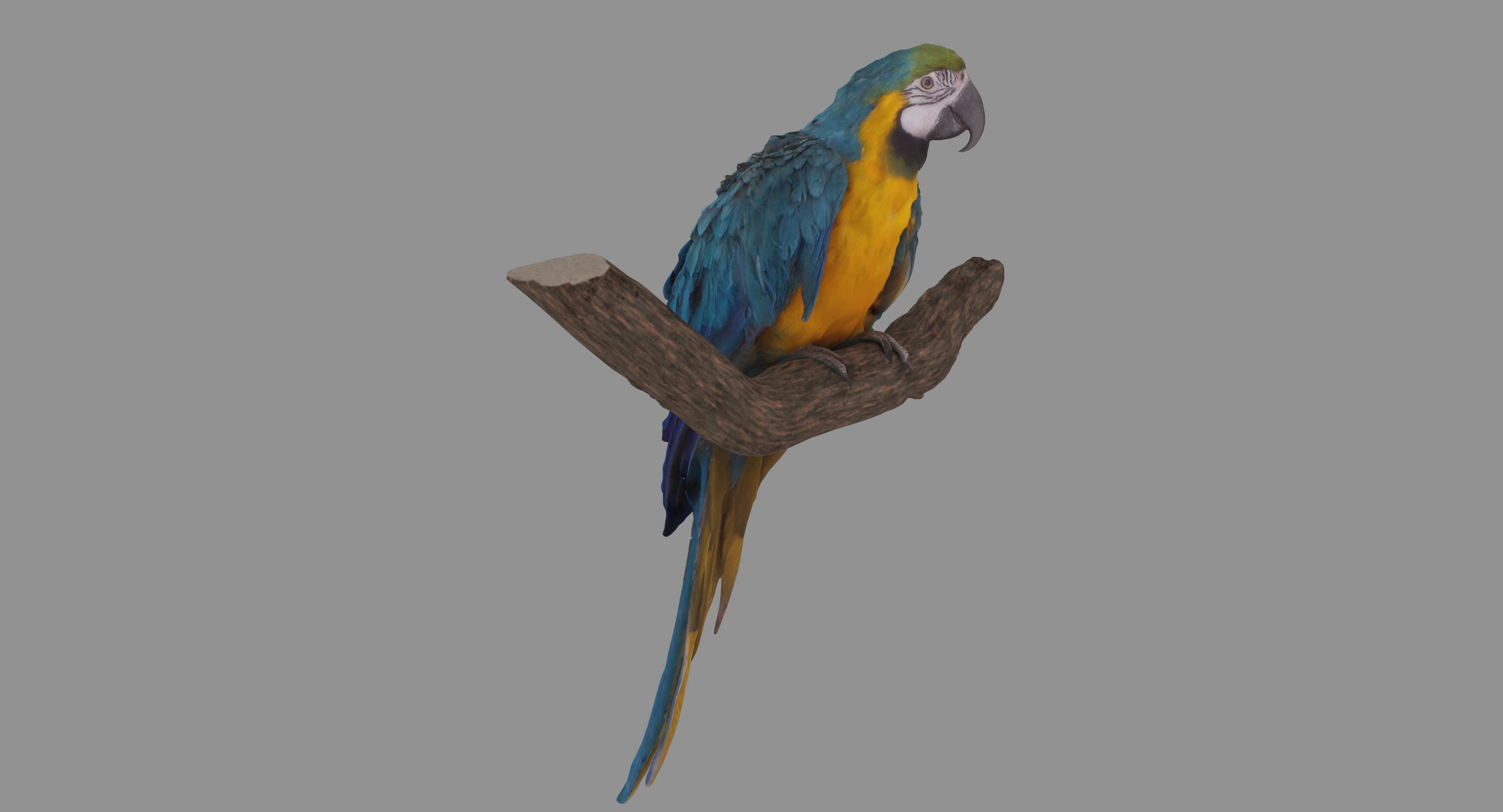 Ara Macaw Low-poly 3D model_90