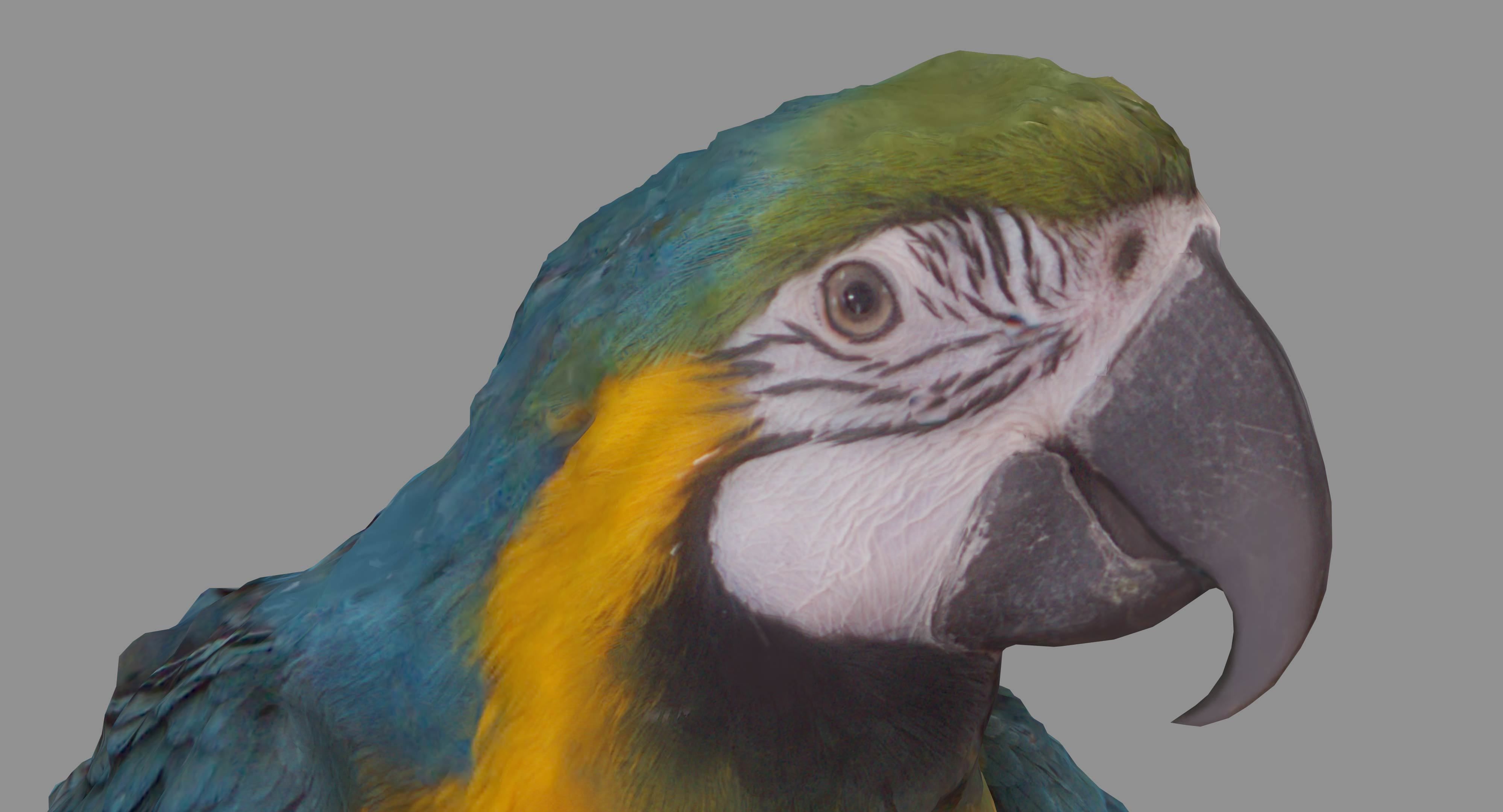 Ara Macaw Low-poly 3D model_6