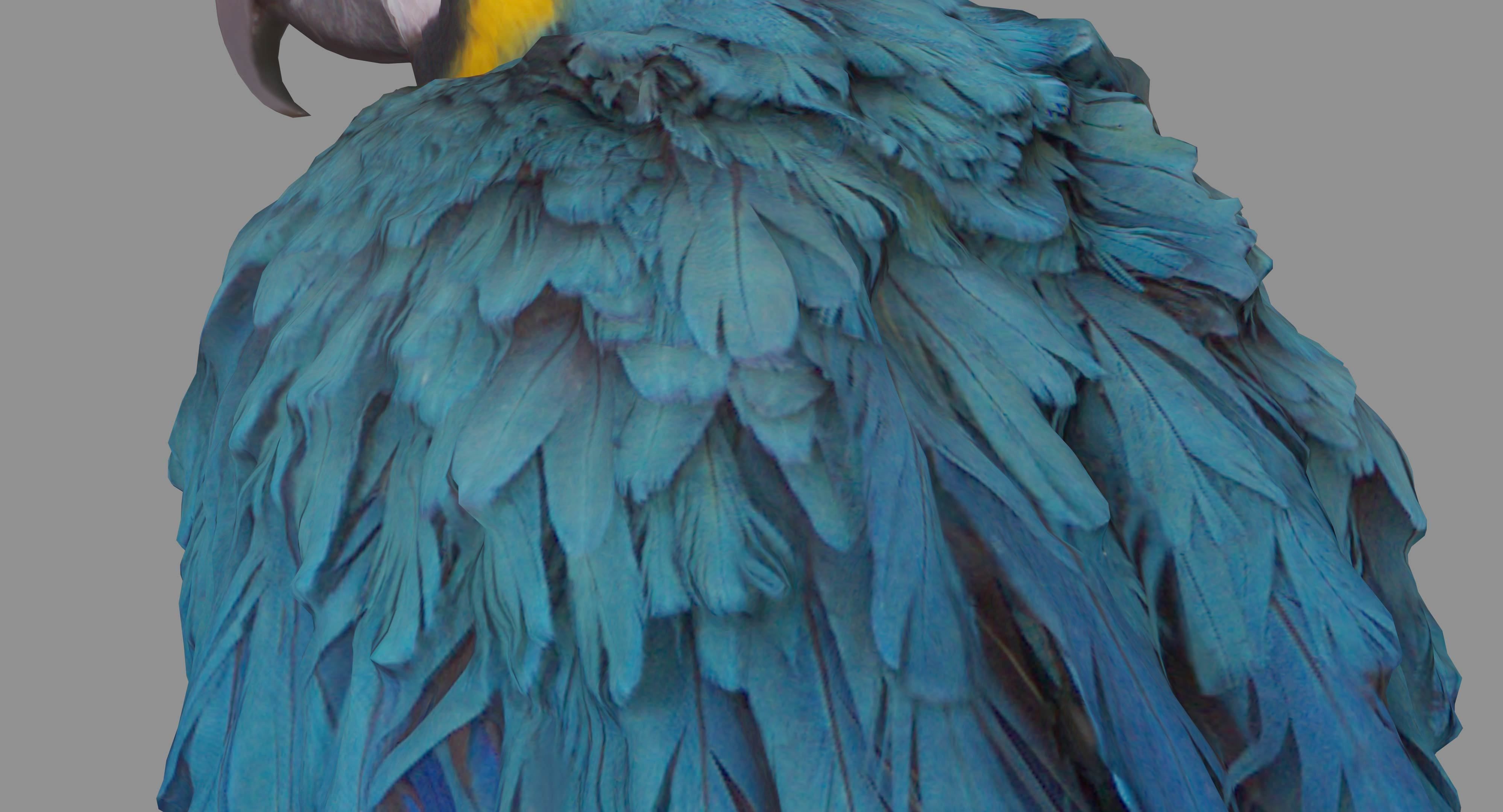 Ara Macaw Low-poly 3D model_48
