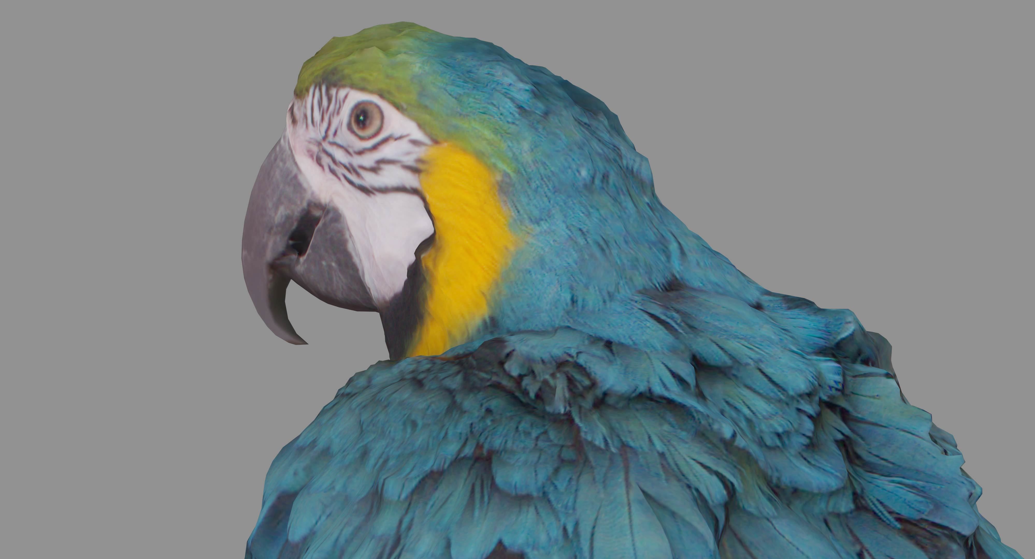 Ara Macaw Low-poly 3D model_46