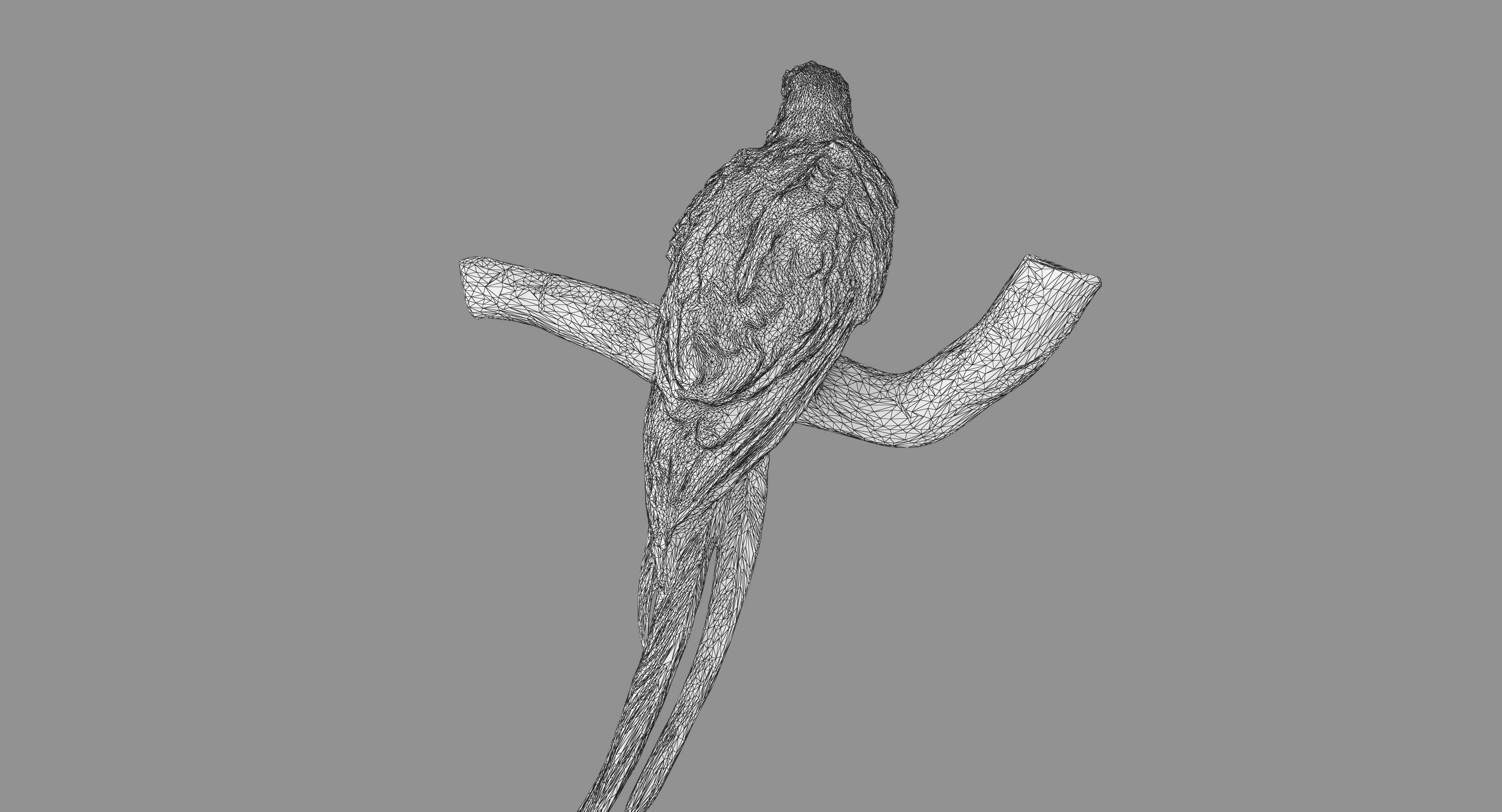 Ara Macaw Low-poly 3D model_103