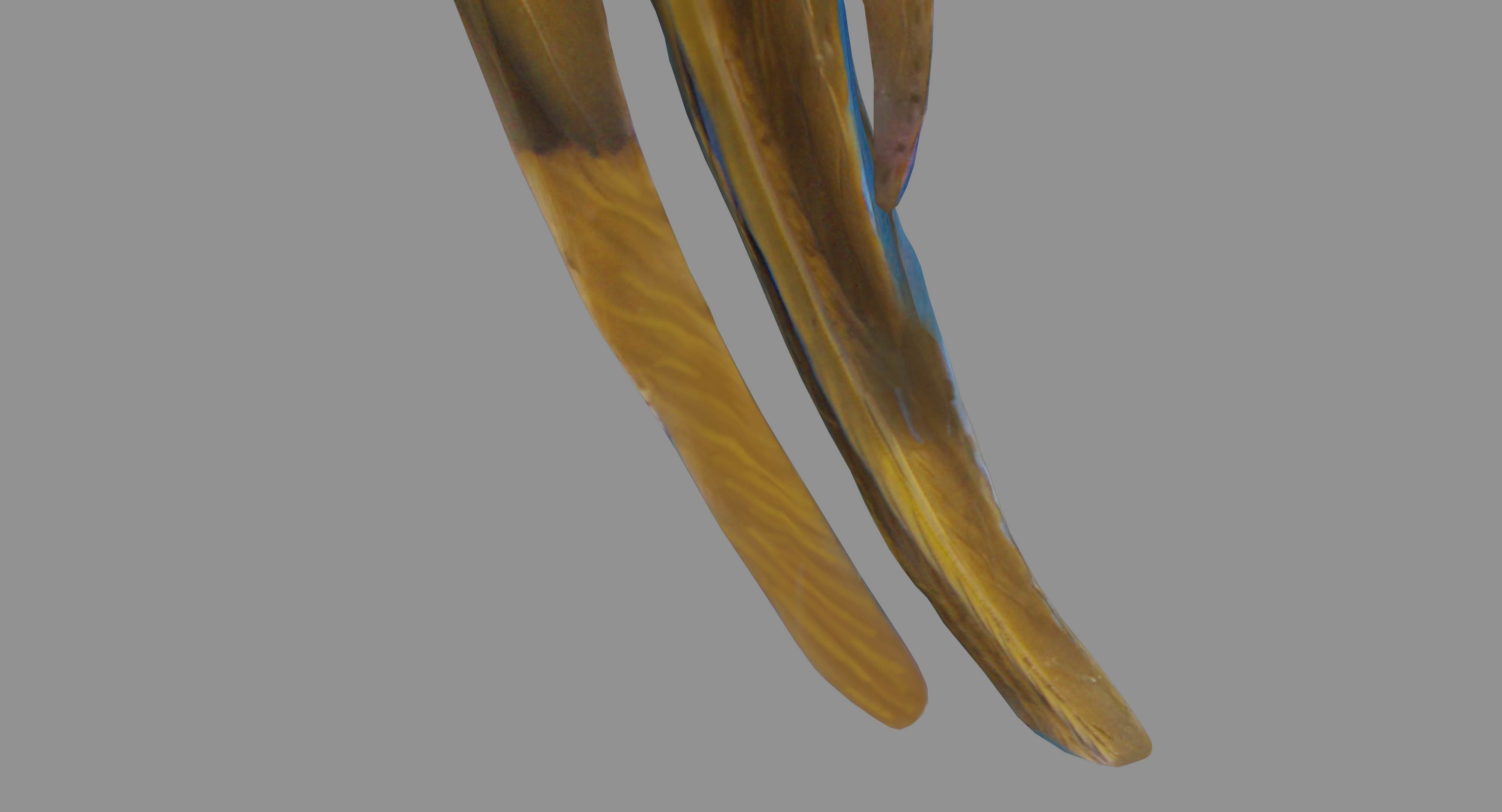 Ara Macaw Low-poly 3D model_84