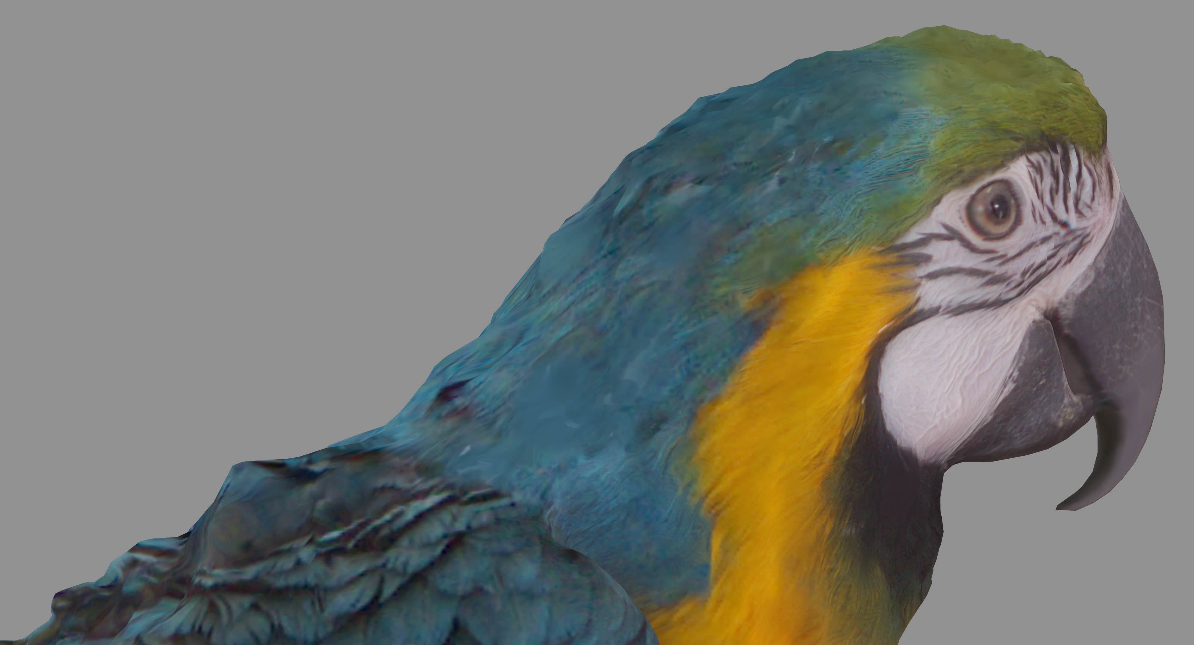 Ara Macaw Low-poly 3D model_16