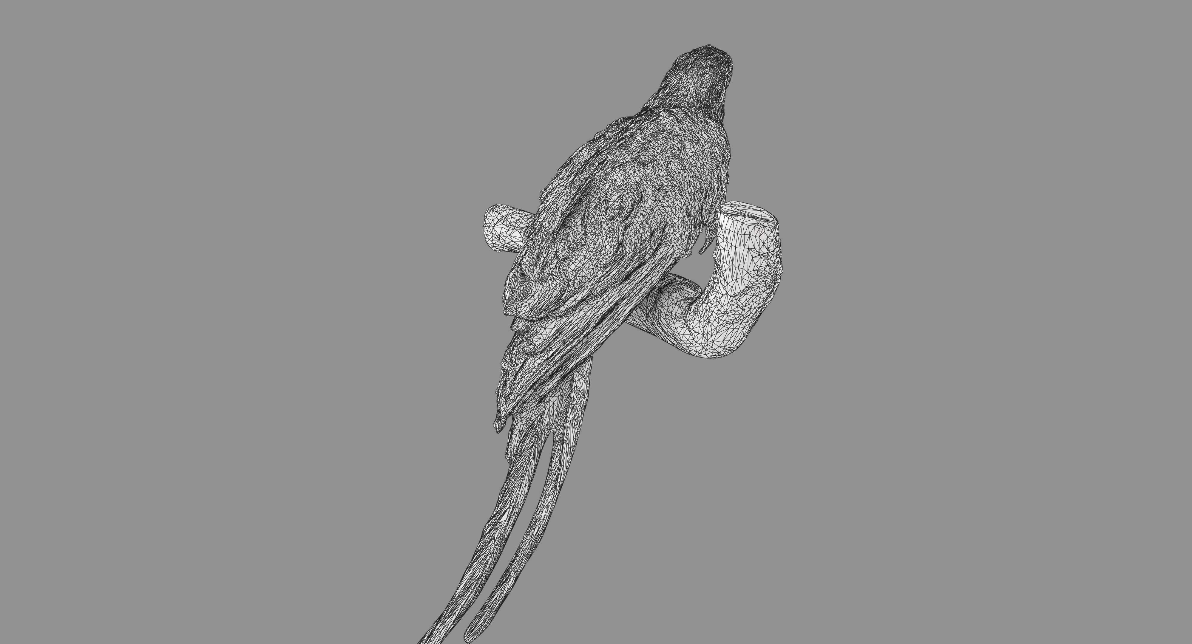 Ara Macaw Low-poly 3D model_99