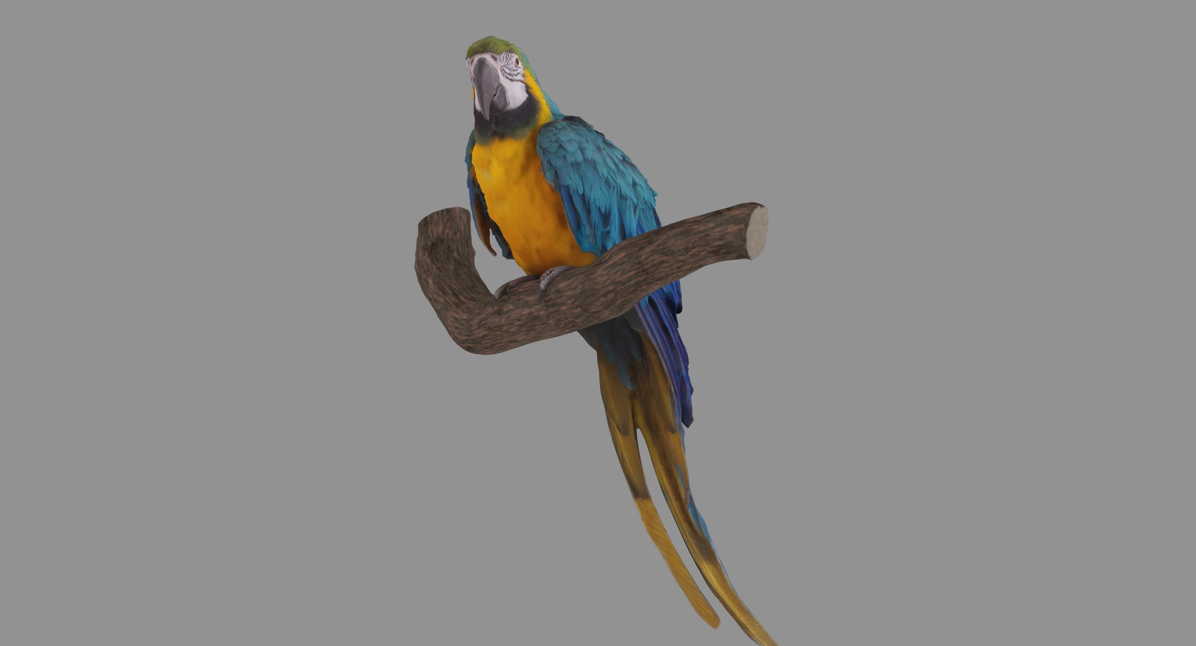 Ara Macaw Low-poly 3D model_122