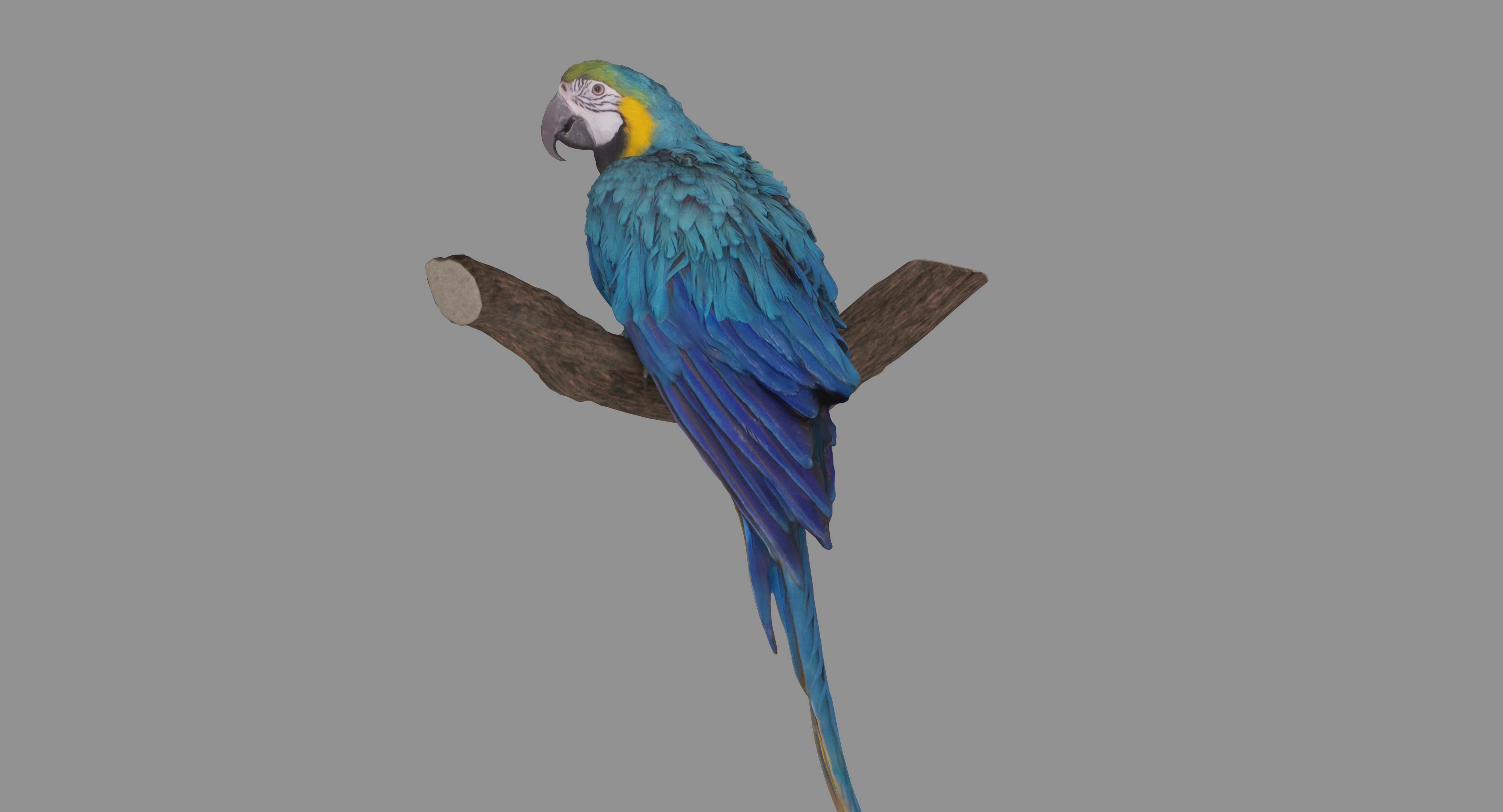 Ara Macaw Low-poly 3D model_112