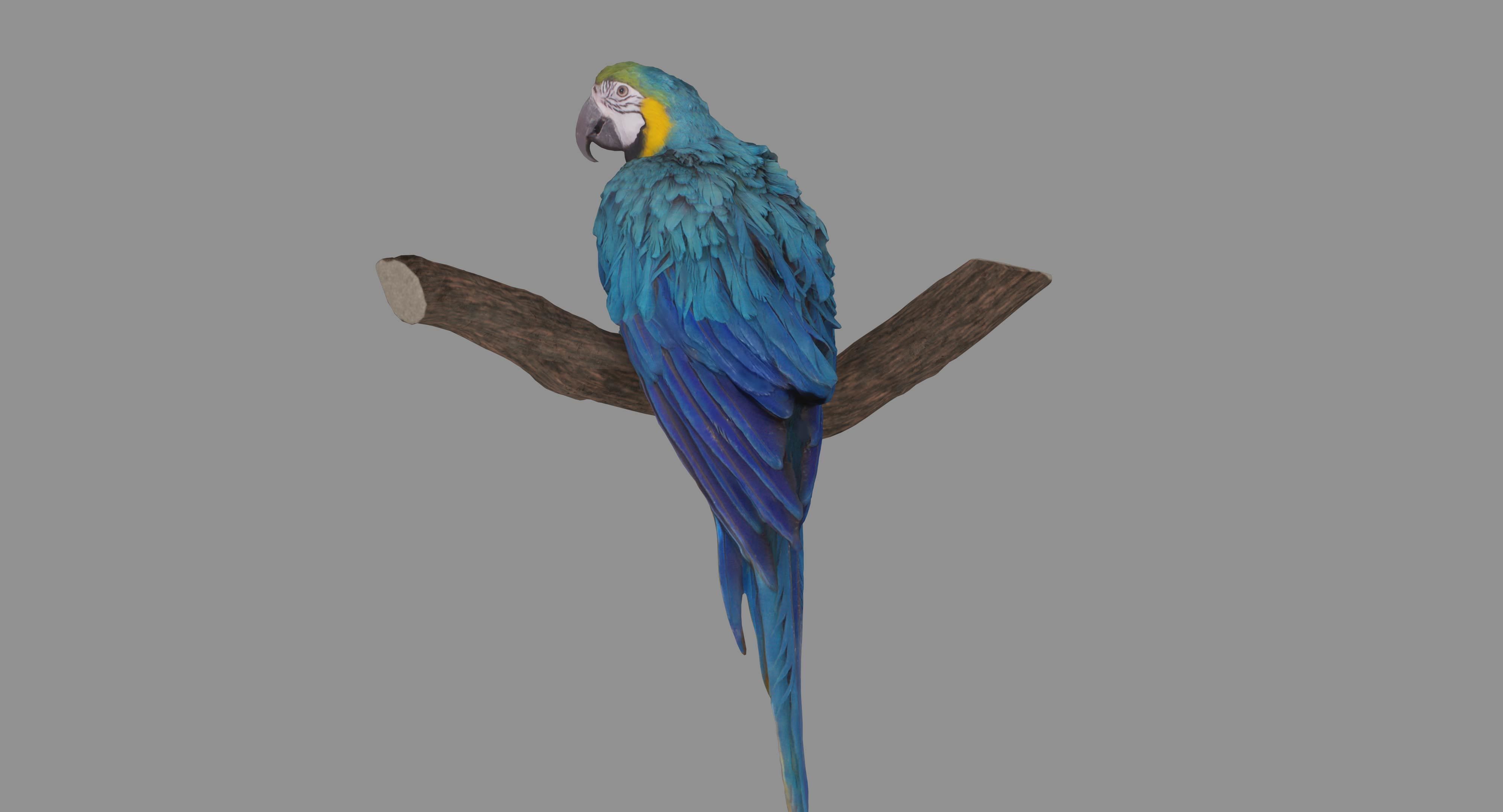 Ara Macaw Low-poly 3D model_110