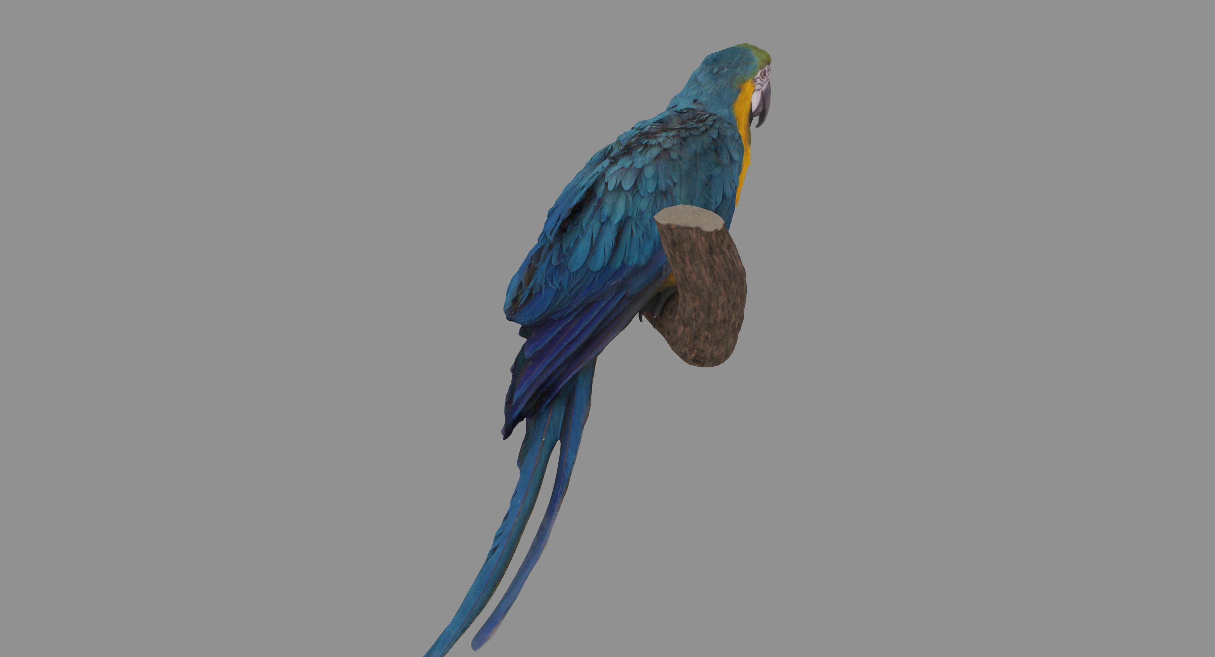 Ara Macaw Low-poly 3D model_96
