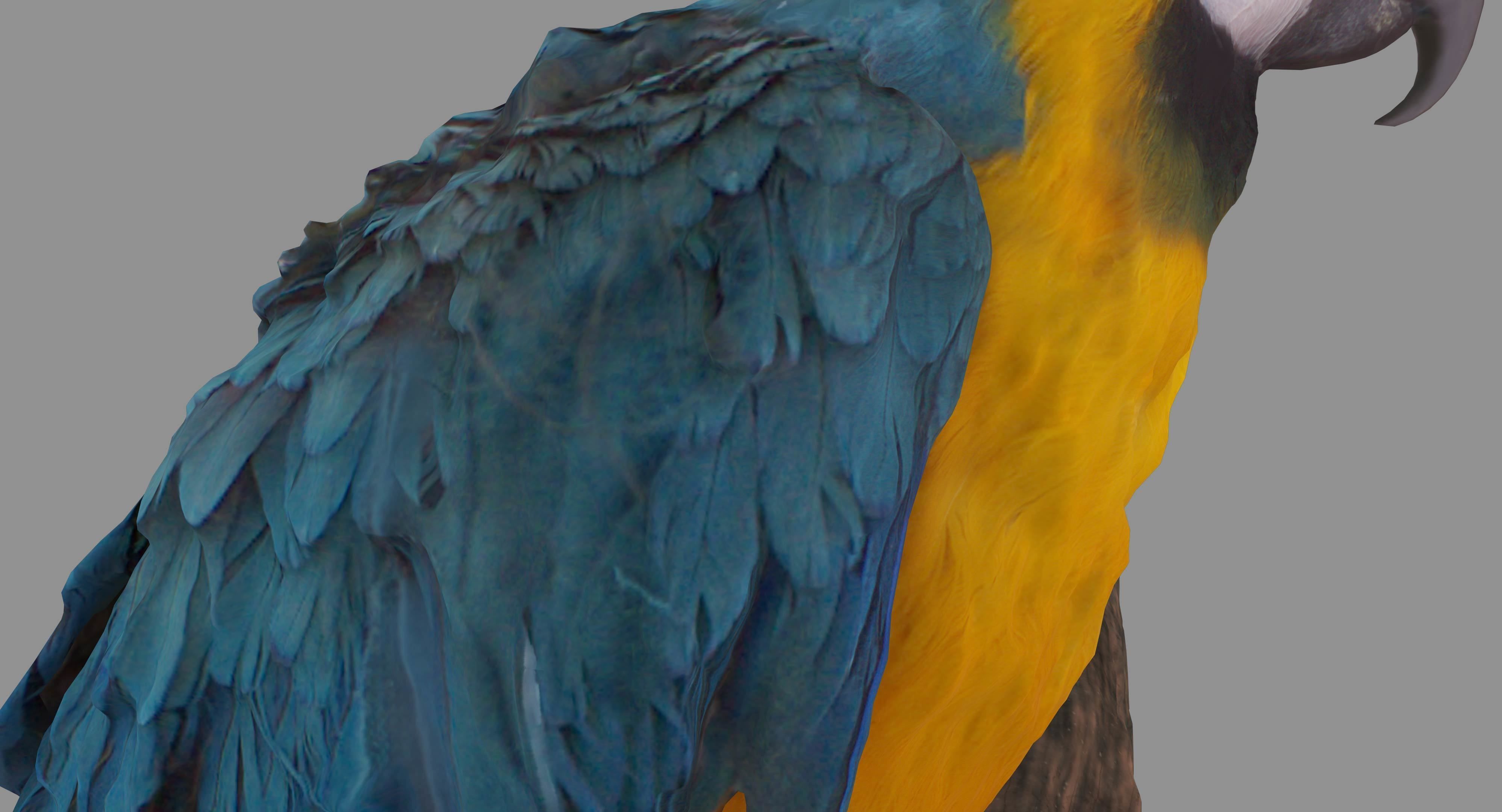 Ara Macaw Low-poly 3D model_18