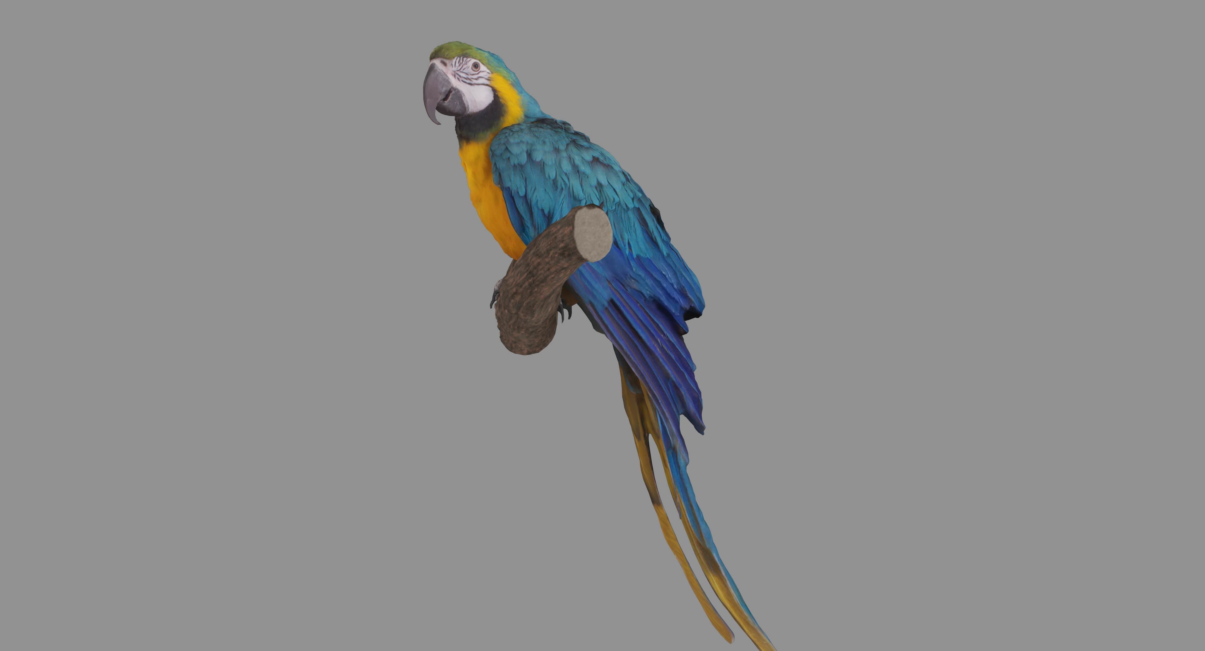 Ara Macaw Low-poly 3D model_118