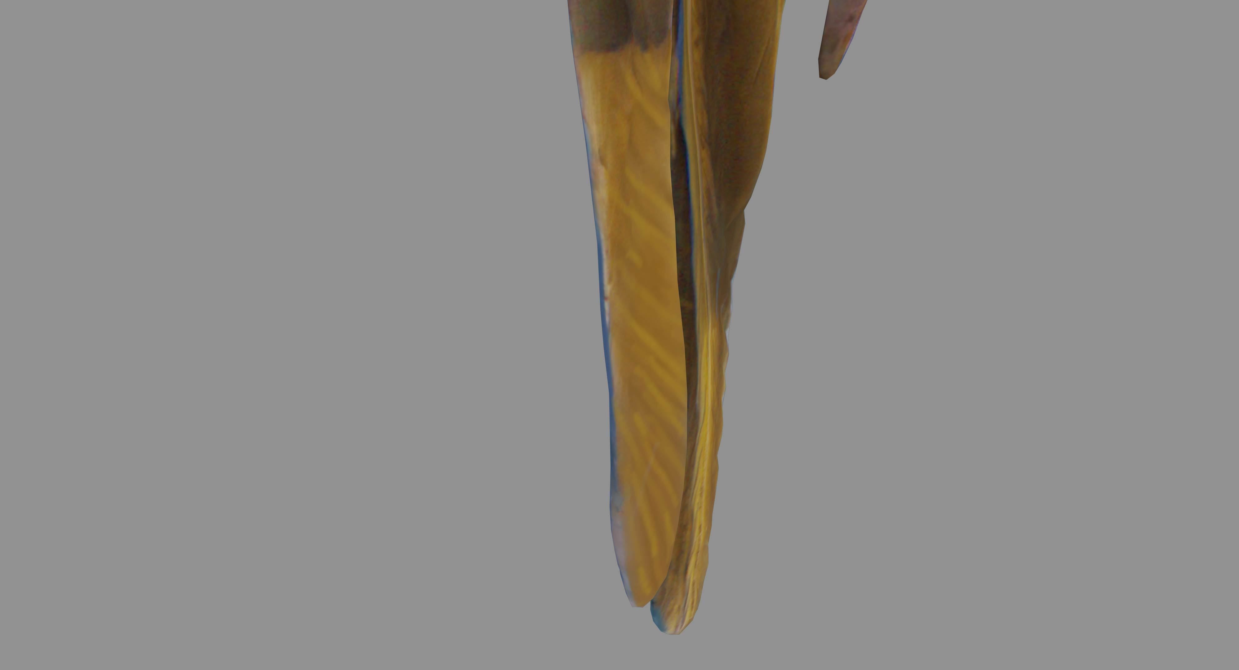 Ara Macaw Low-poly 3D model_14