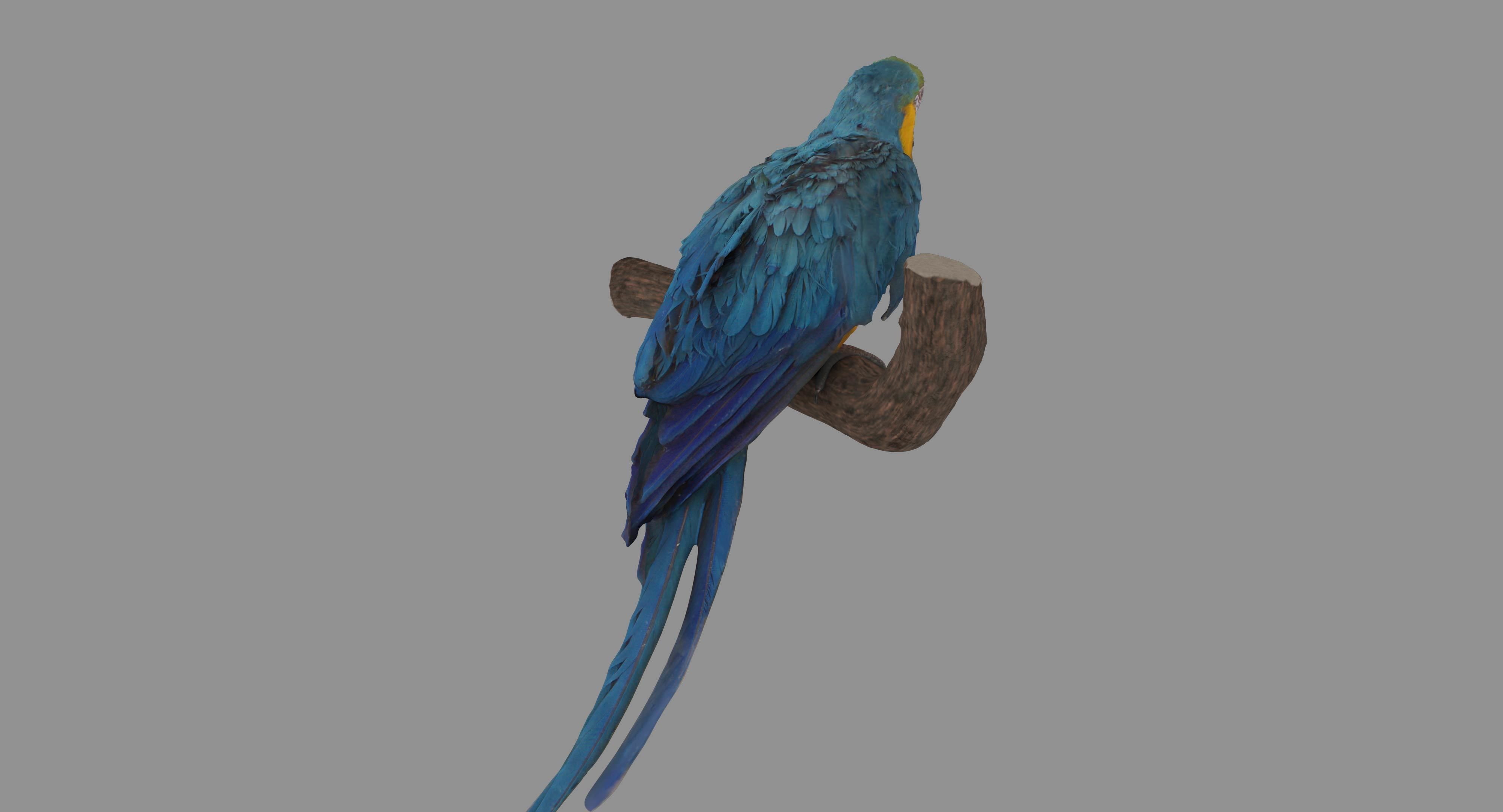 Ara Macaw Low-poly 3D model_98