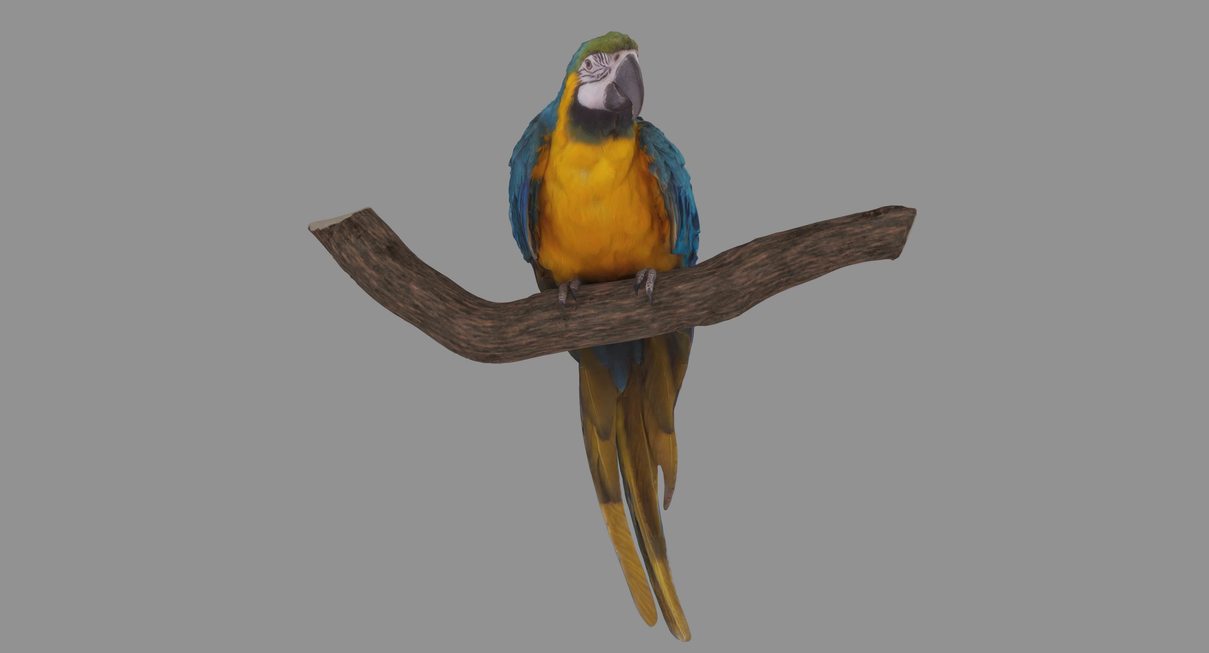 Ara Macaw Low-poly 3D model_128